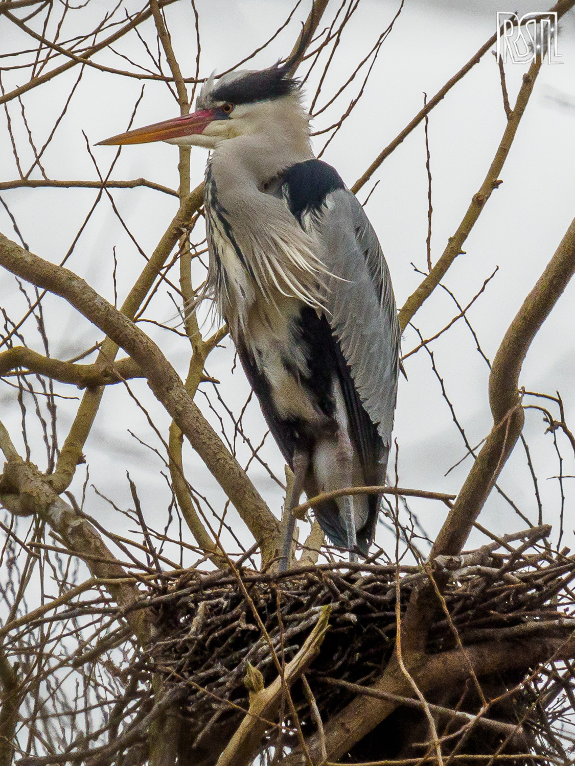 23 February 2020<BR>1/250 sec at f / 10 @ ISO 640<BR>OLYMPUS CORPORATION E-M1MarkII + LEICA DG 100-400/F4.0-6.3