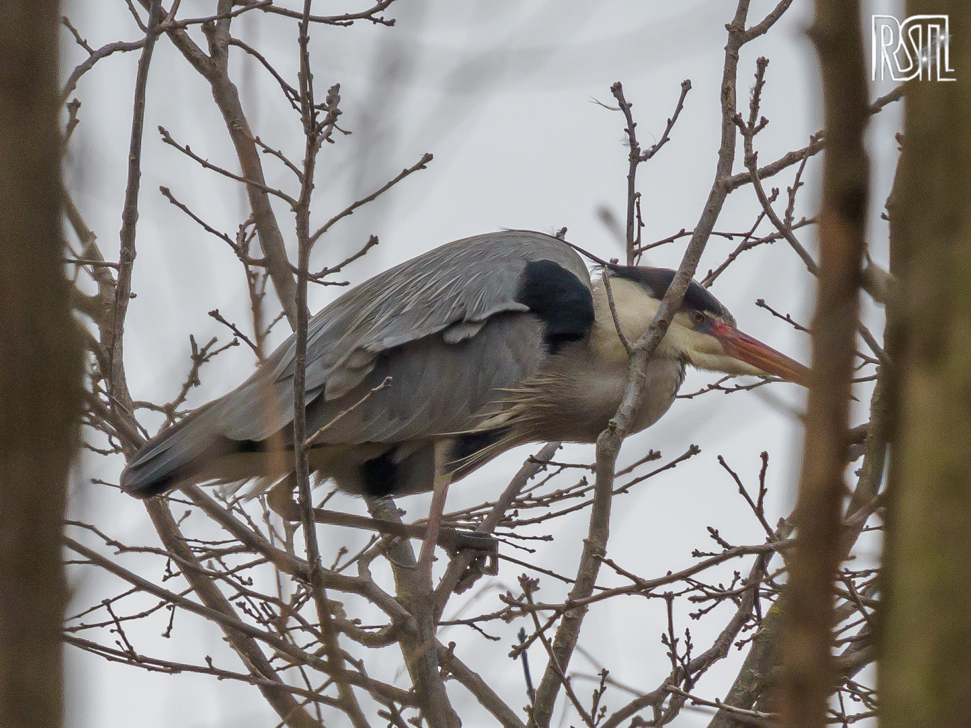 23 February 2020<BR>1/250 sec at f / 10 @ ISO 400<BR>OLYMPUS CORPORATION E-M1MarkII + LEICA DG 100-400/F4.0-6.3
