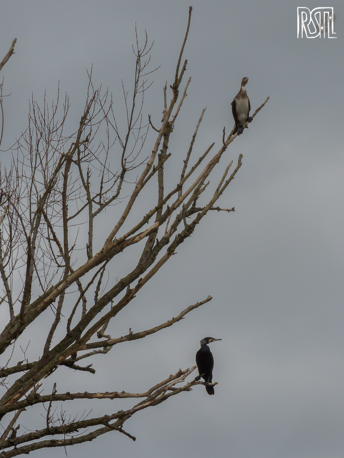 23 February 2020<BR>1/250 sec at f / 10 @ ISO 640<BR>OLYMPUS CORPORATION E-M1MarkII + LEICA DG 100-400/F4.0-6.3