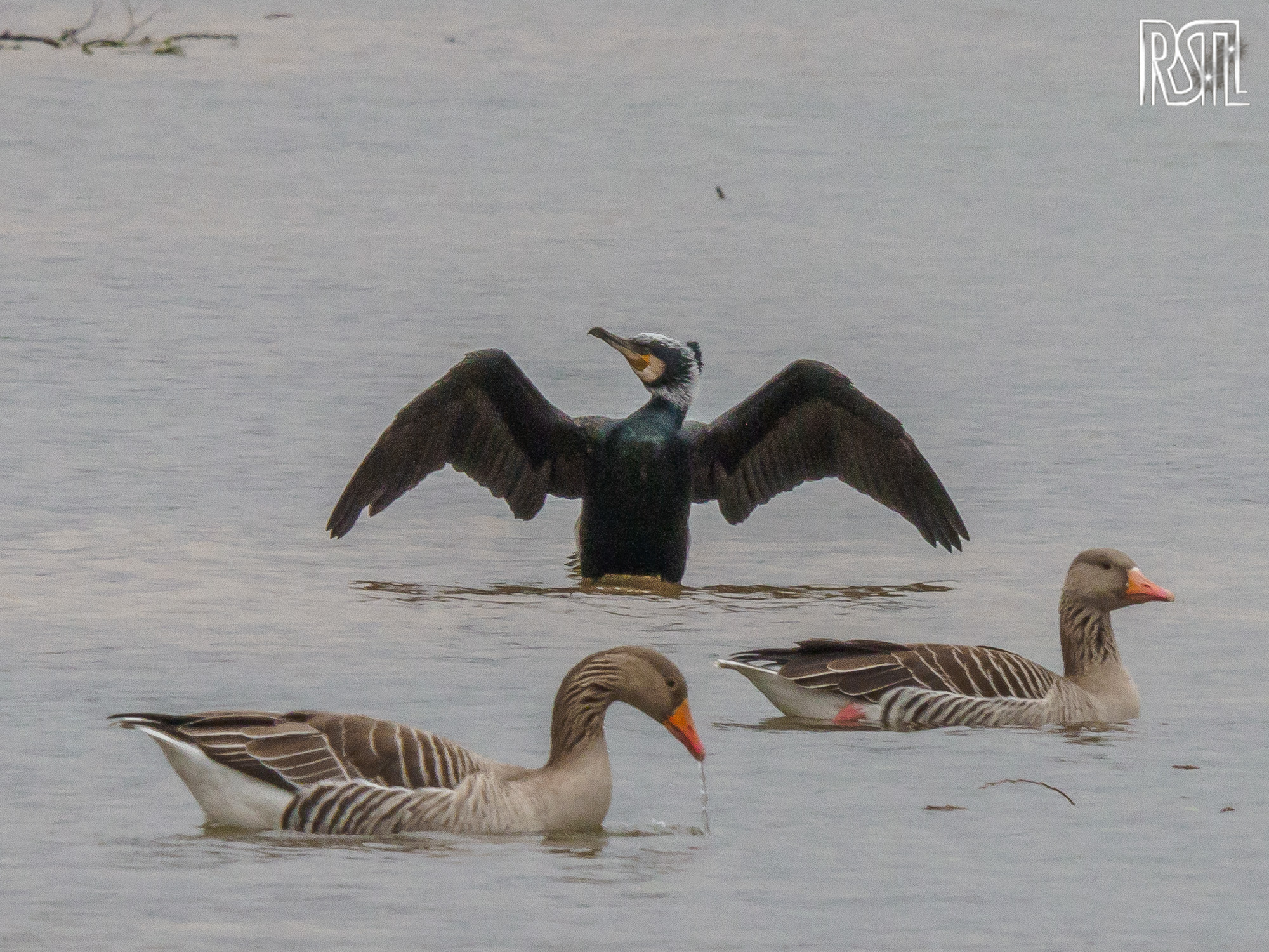 23 February 2020<BR>1/250 sec at f / 14 @ ISO 1250<BR>OLYMPUS CORPORATION E-M1MarkII + LEICA DG 100-400/F4.0-6.3