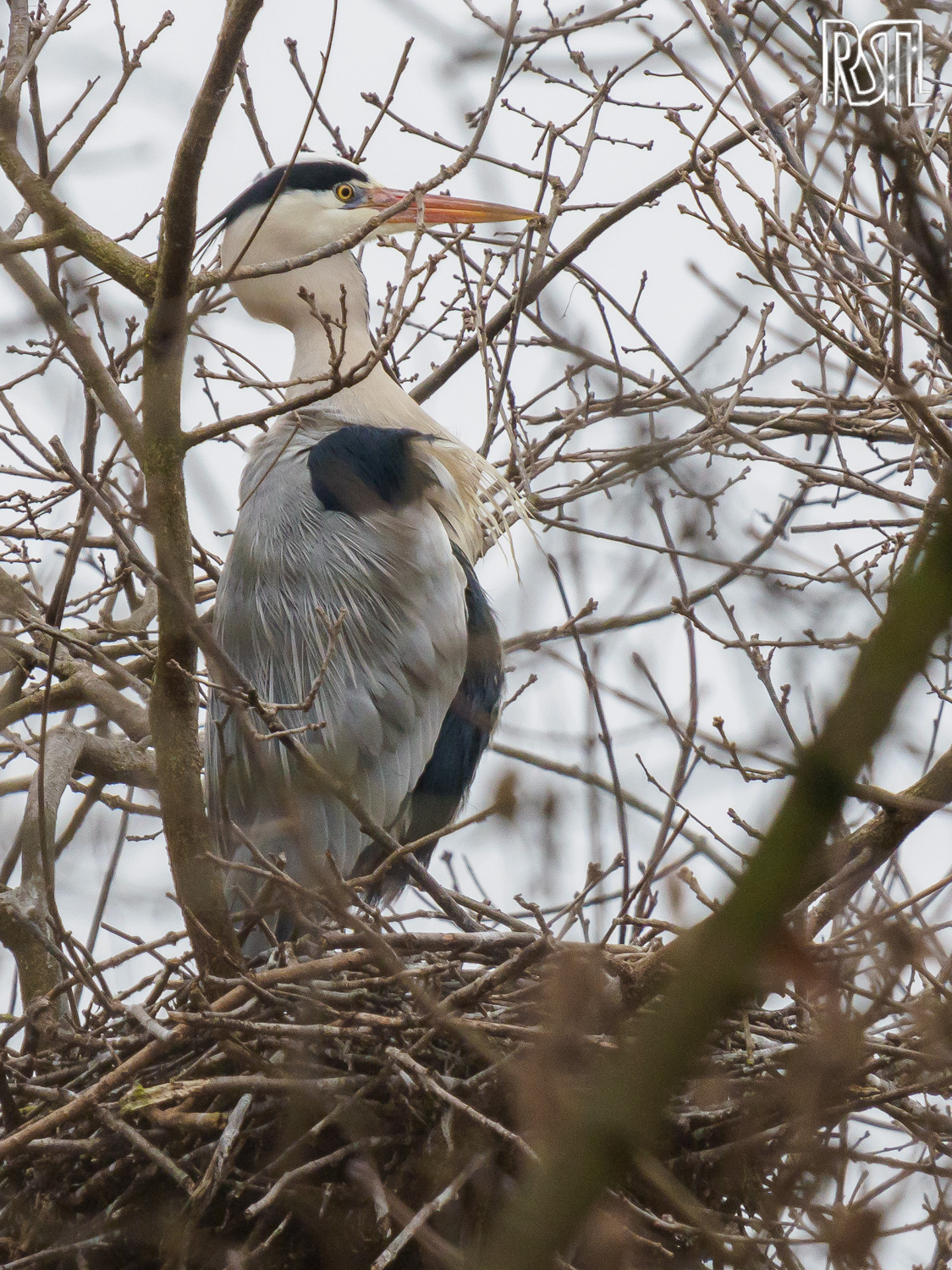 23 February 2020<BR>1/250 sec at f / 9,0 @ ISO 1600<BR>OLYMPUS CORPORATION E-M1MarkII + LEICA DG 100-400/F4.0-6.3