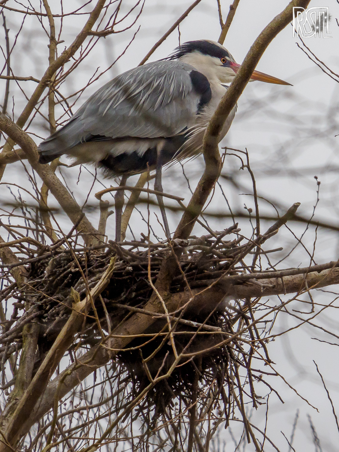 23 February 2020<BR>1/250 sec at f / 9,0 @ ISO 800<BR>OLYMPUS CORPORATION E-M1MarkII + LEICA DG 100-400/F4.0-6.3