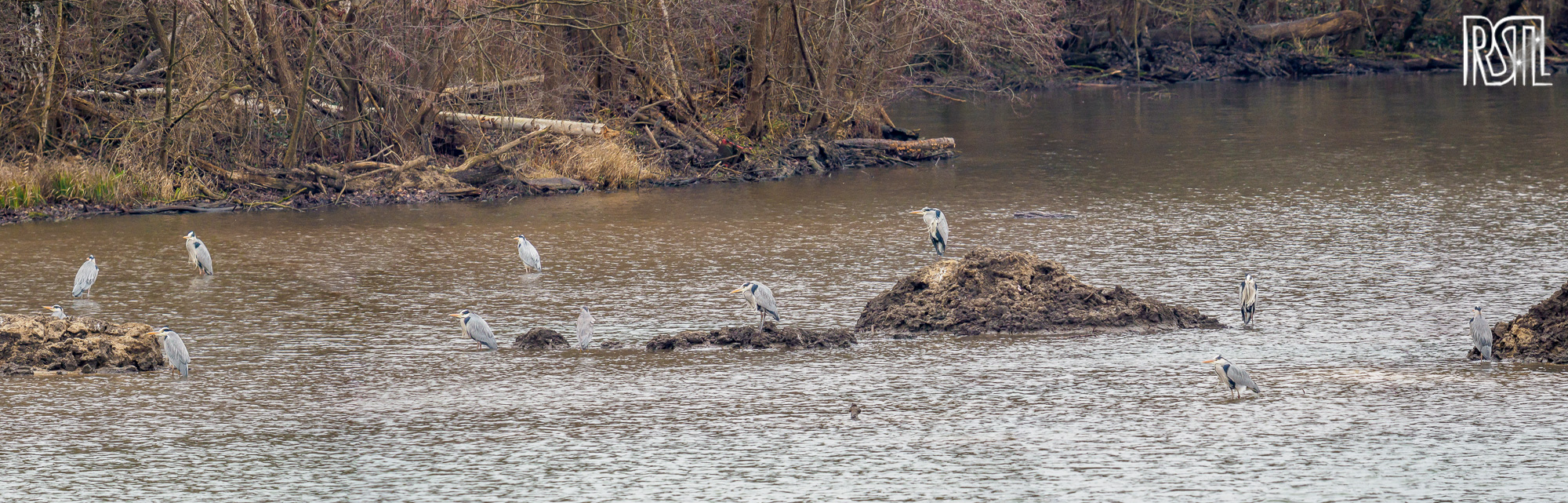 12 January 2020<BR>1/250 sec at f / 7,1 @ ISO 1000<BR>OLYMPUS CORPORATION E-M1MarkII + LEICA DG 100-400/F4.0-6.3