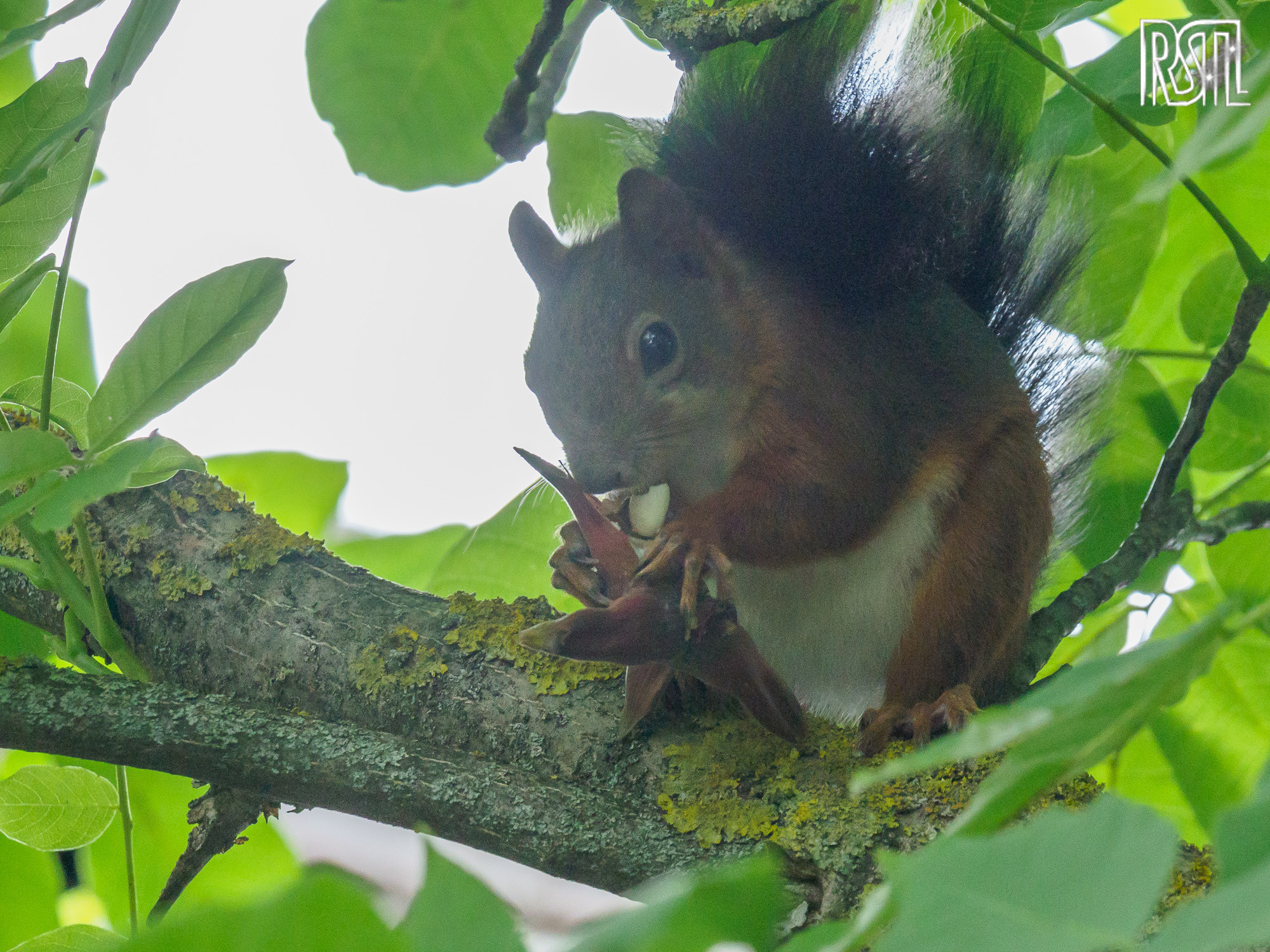 17 July 2020<BR>1/30 sec at f / 7,1 @ ISO 3200<BR>OLYMPUS CORPORATION E-M1MarkII + LEICA DG 100-400/F4.0-6.3