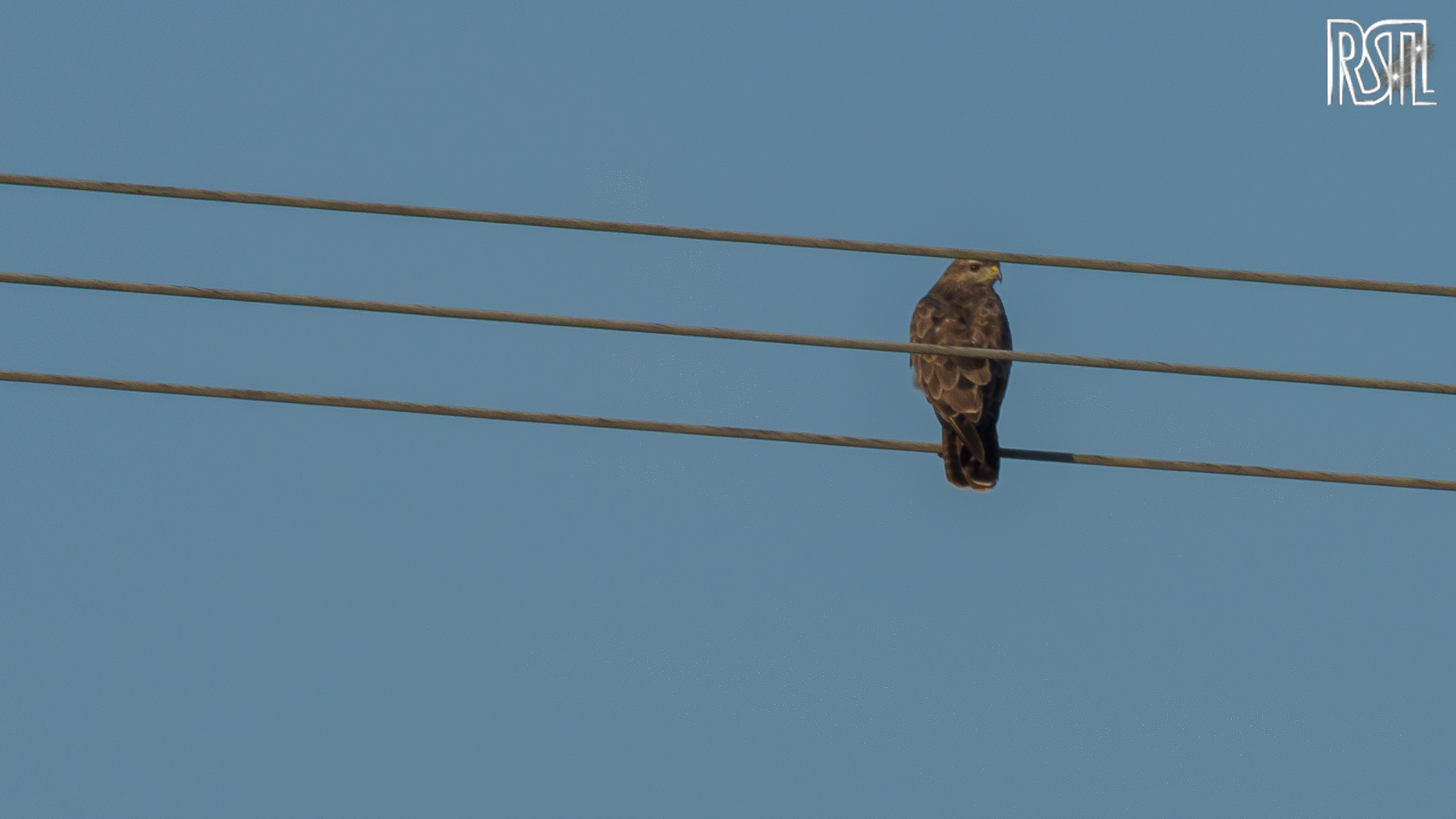 23 July 2020<BR>1/250 sec at f / 20 @ ISO 400<BR>OLYMPUS CORPORATION E-M1MarkII + LEICA DG 100-400/F4.0-6.3
