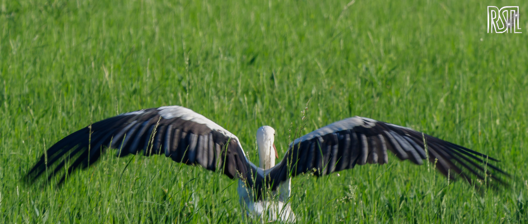 23 July 2020<BR>1/250 sec at f / 10 @ ISO 250<BR>OLYMPUS CORPORATION E-M1MarkII + LEICA DG 100-400/F4.0-6.3