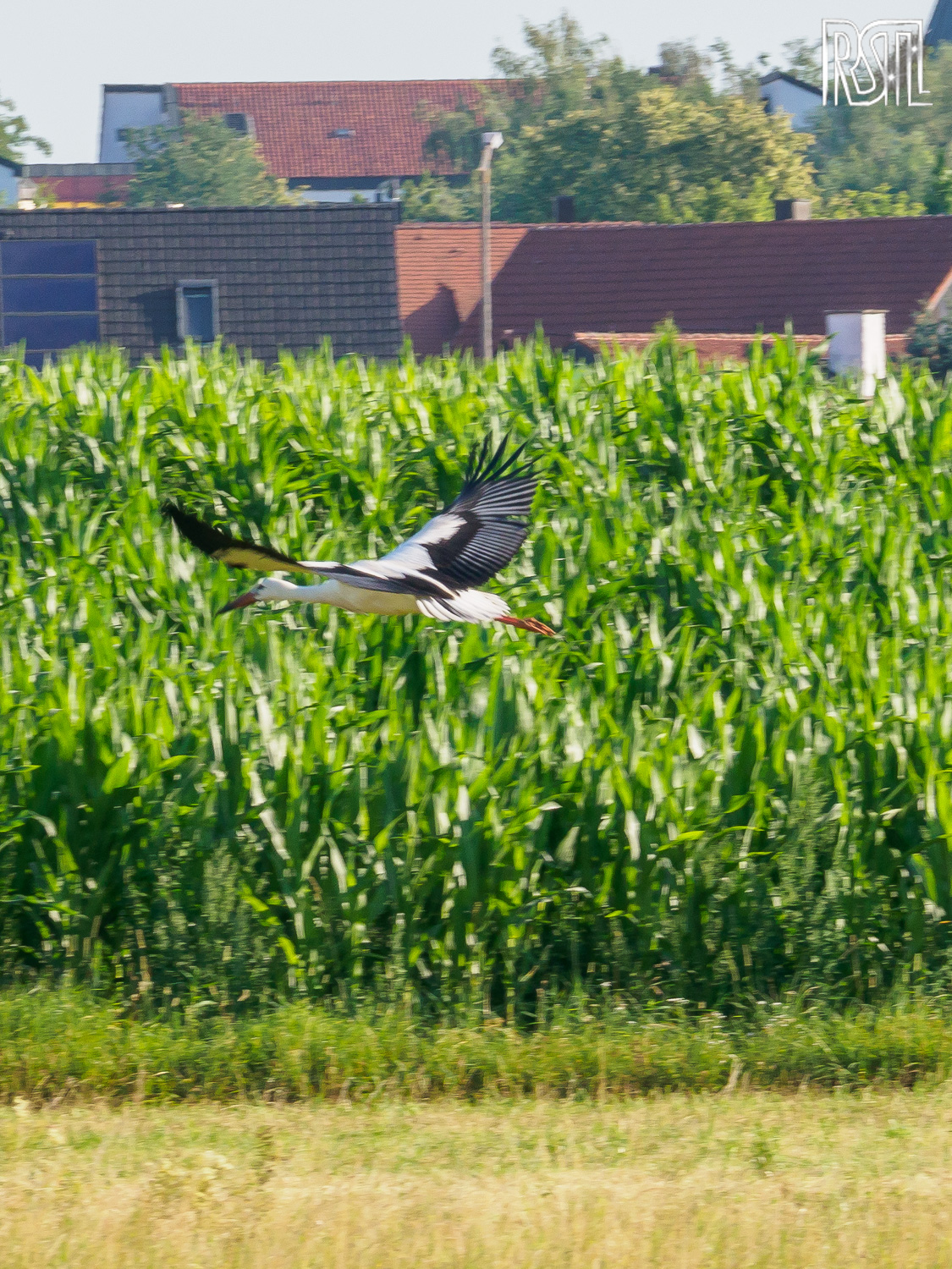 23 July 2020<BR>1/250 sec at f / 10 @ ISO 320<BR>OLYMPUS CORPORATION E-M1MarkII + LEICA DG 100-400/F4.0-6.3