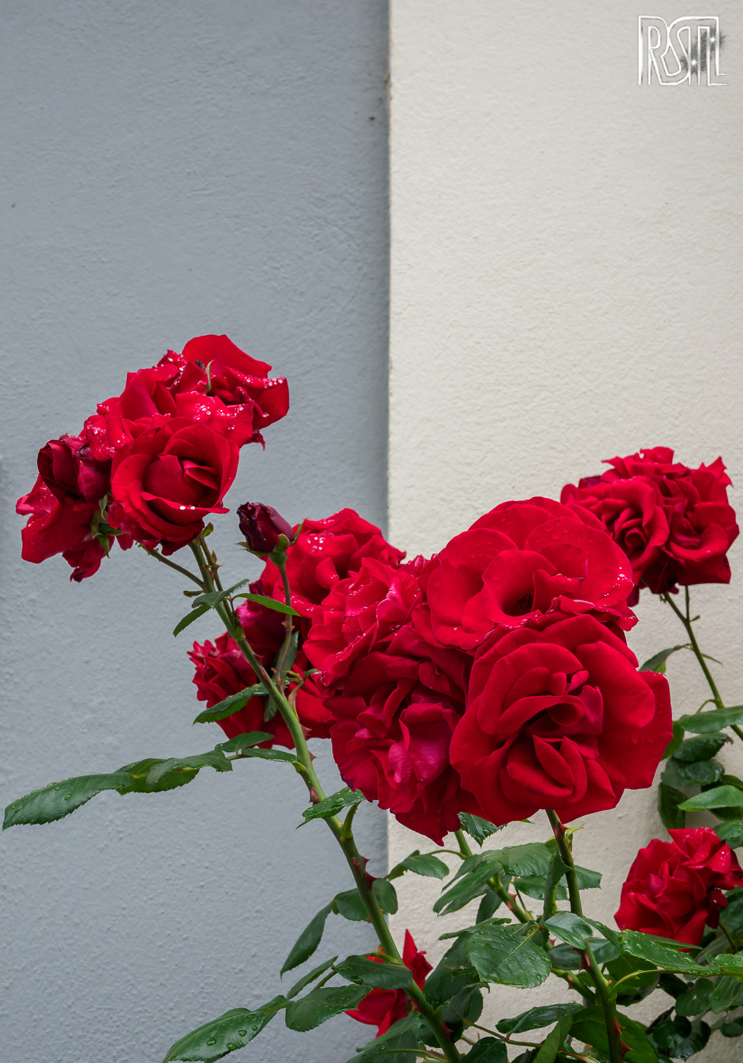 11 June 2020<BR>1/80 sec at f / 9,0 @ ISO 200<BR>OLYMPUS CORPORATION E-M1MarkII + OLYMPUS M.12-100mm F4.0