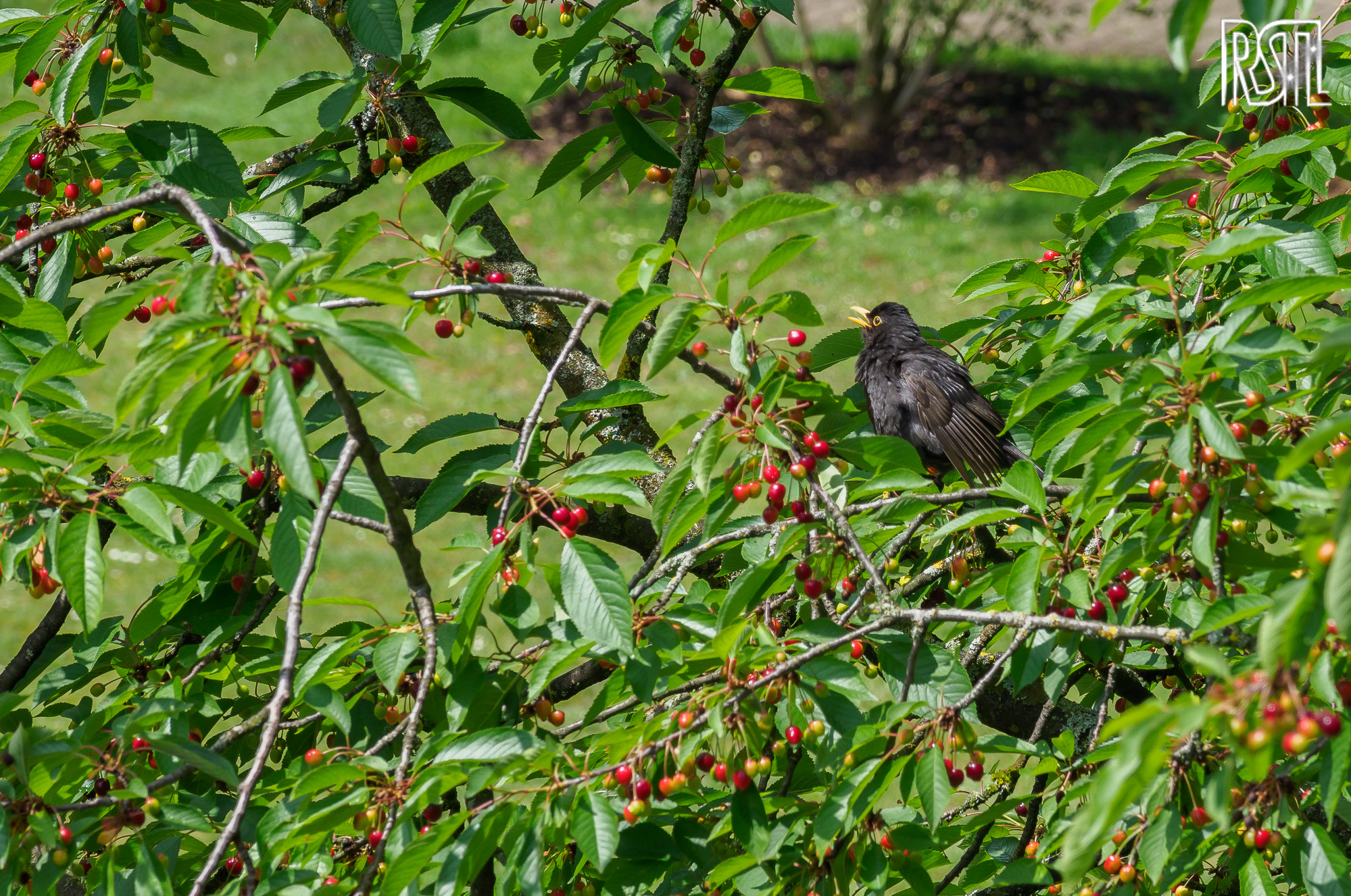 11 June 2020<BR>1/320 sec at f / 7,1 @ ISO 200<BR>OLYMPUS CORPORATION E-M1MarkII + OLYMPUS M.12-100mm F4.0