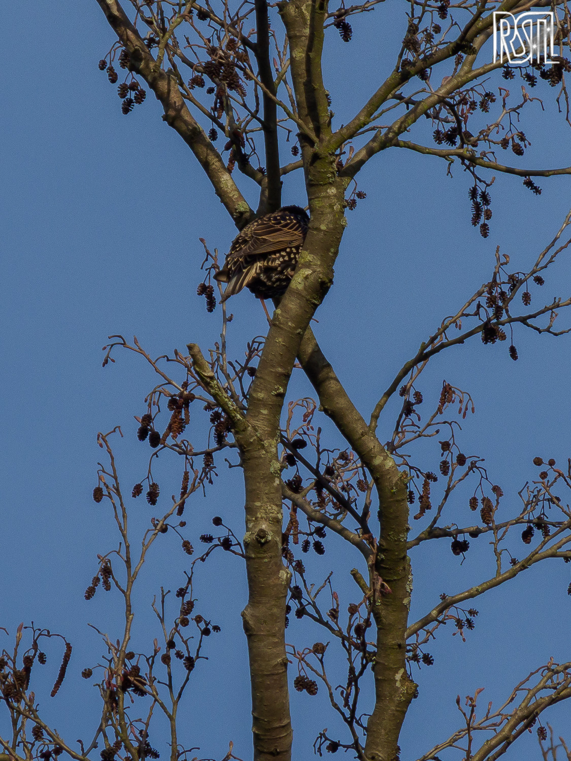 15 March 2020<BR>1/400 sec at f / 9,0 @ ISO 200<BR>OLYMPUS CORPORATION E-M1MarkII + LEICA DG 100-400/F4.0-6.3