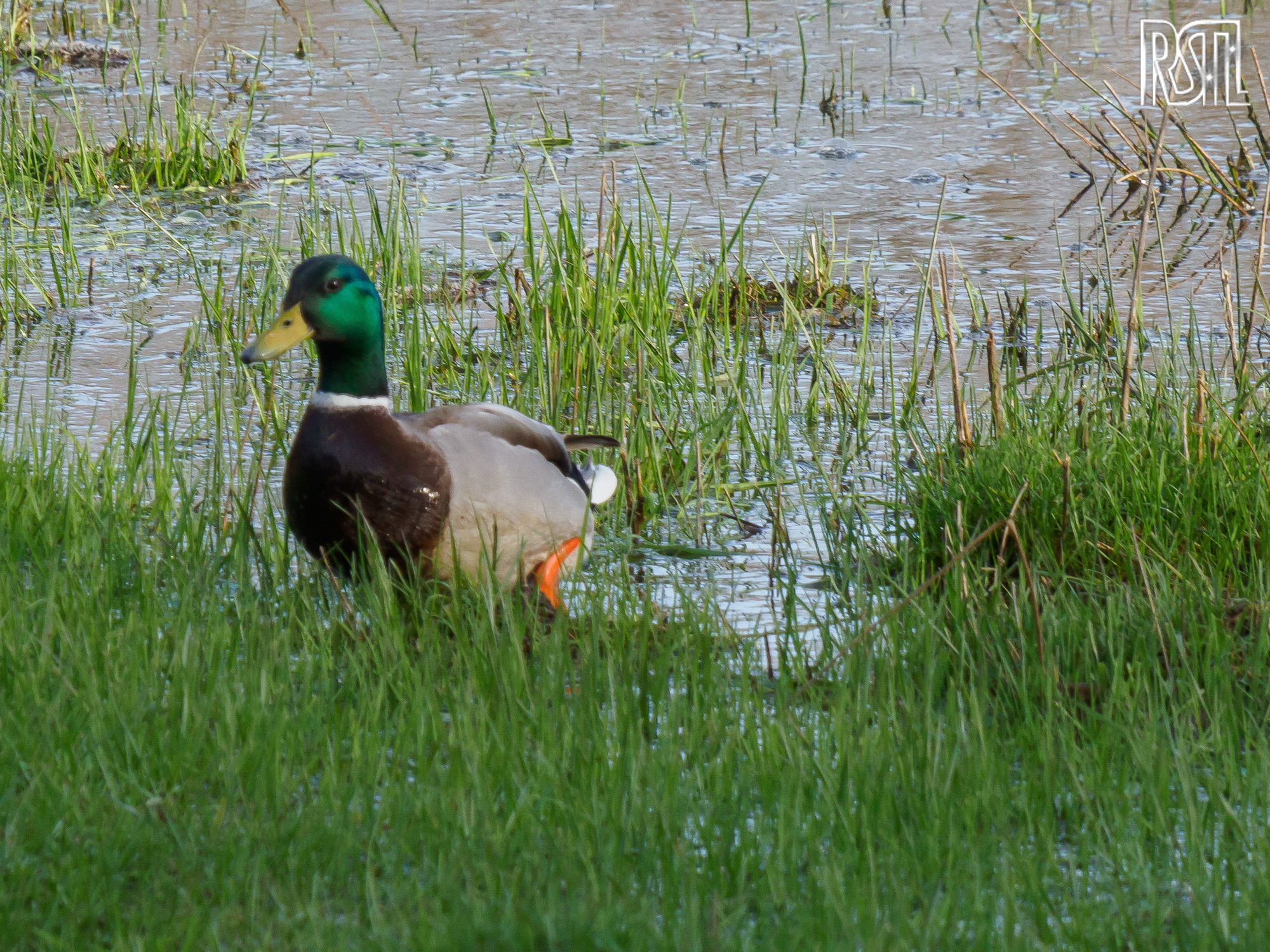 15 March 2020<BR>1/250 sec at f / 9,0 @ ISO 640<BR>OLYMPUS CORPORATION E-M1MarkII + LEICA DG 100-400/F4.0-6.3