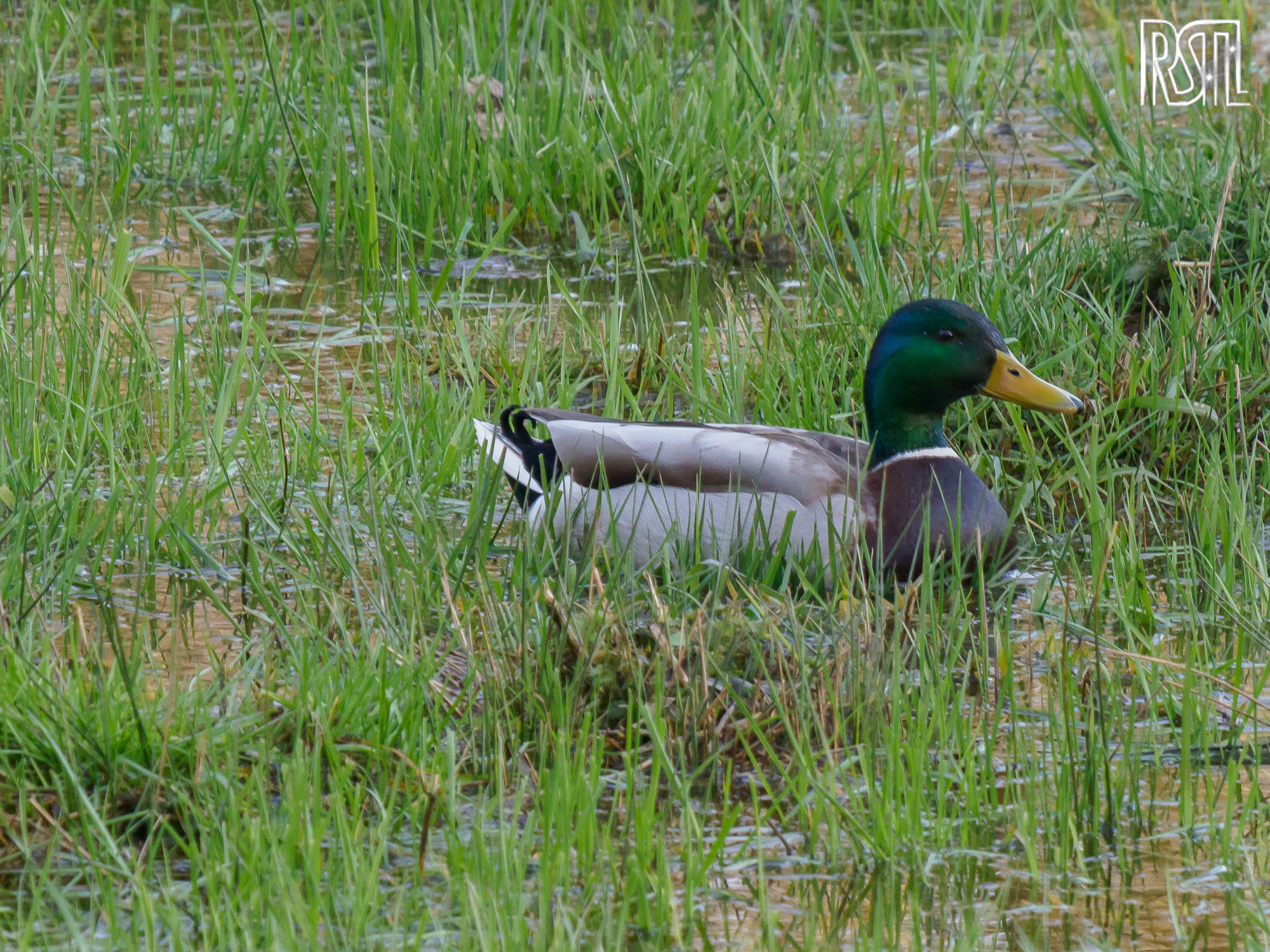 15 March 2020<BR>1/250 sec at f / 9,0 @ ISO 1600<BR>OLYMPUS CORPORATION E-M1MarkII + LEICA DG 100-400/F4.0-6.3