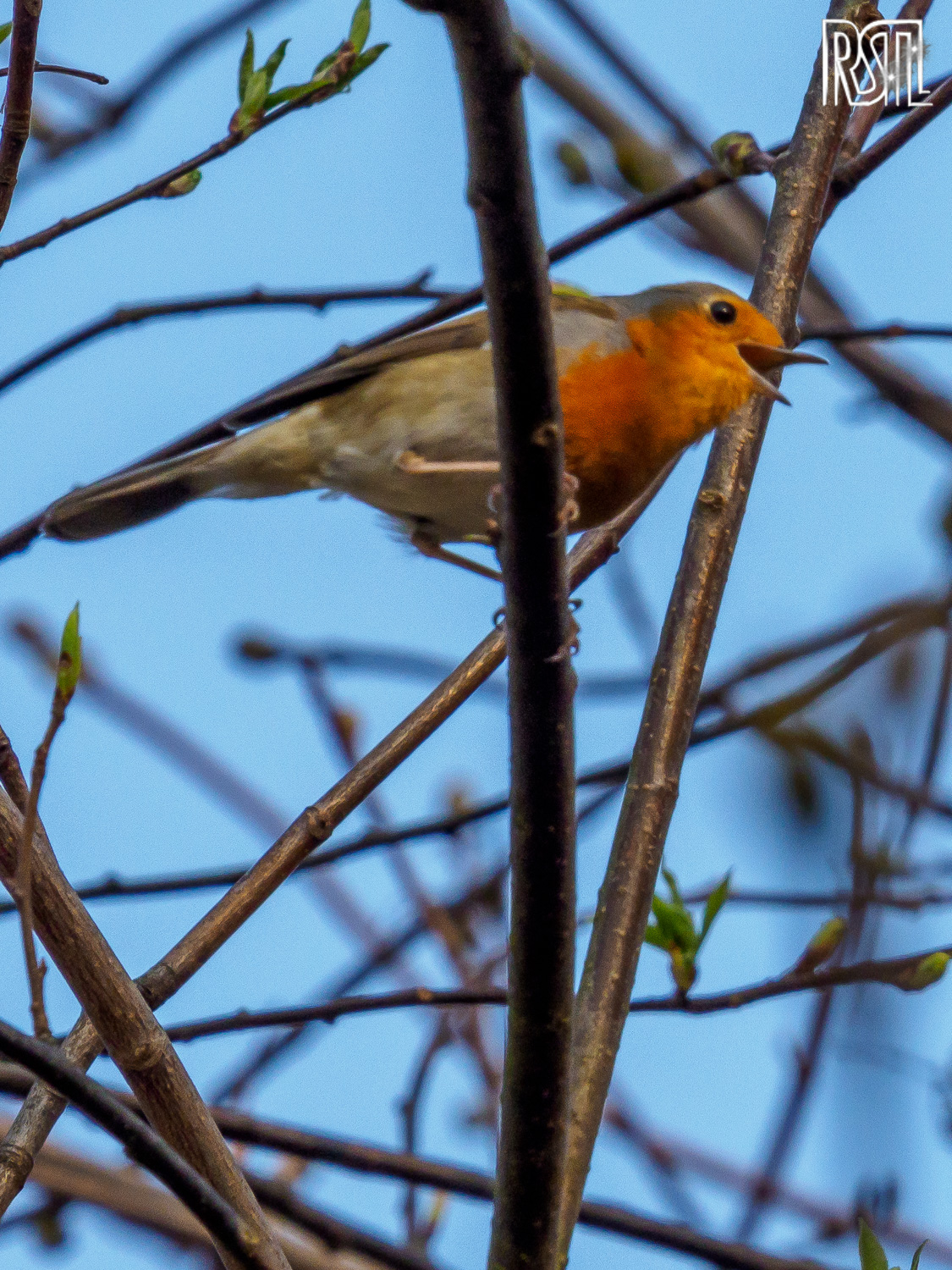 19 March 2020<BR>1/250 sec at f / 14 @ ISO 640<BR>OLYMPUS CORPORATION E-M1MarkII + LEICA DG 100-400/F4.0-6.3
