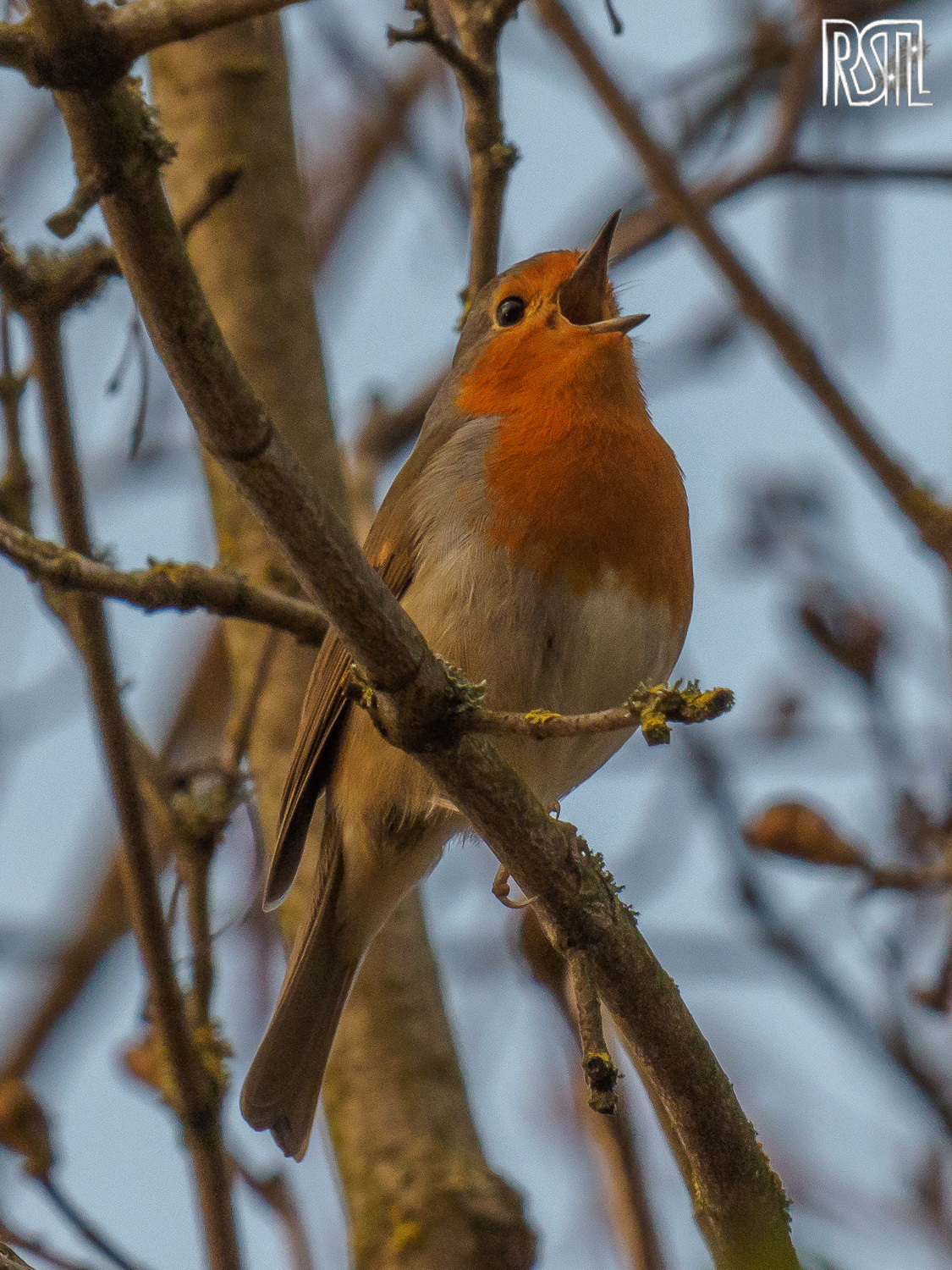 19 March 2020<BR>1/250 sec at f / 14 @ ISO 1250<BR>OLYMPUS CORPORATION E-M1MarkII + LEICA DG 100-400/F4.0-6.3