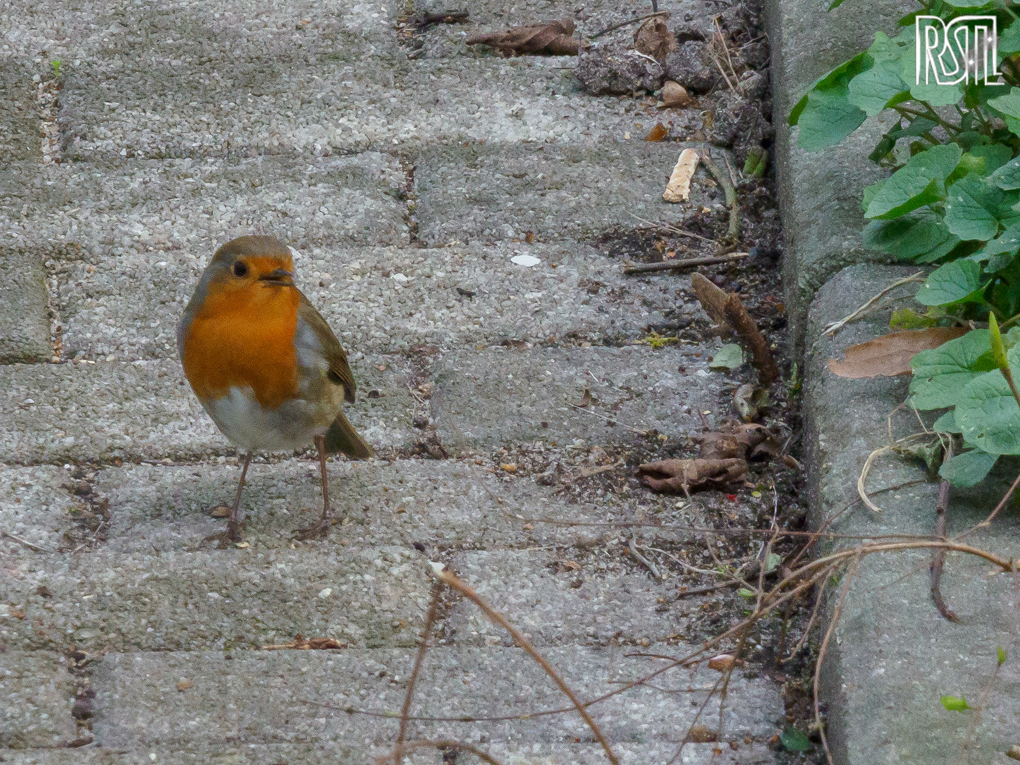20 March 2020<BR>1/250 sec at f / 14 @ ISO 3200<BR>OLYMPUS CORPORATION E-M1MarkII + LEICA DG 100-400/F4.0-6.3