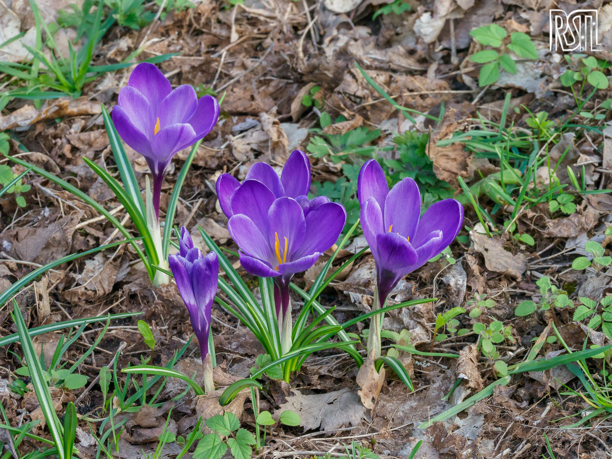 20 March 2020<BR>1/200 sec at f / 13 @ ISO 3200<BR>OLYMPUS CORPORATION E-M1MarkII + LEICA DG 100-400/F4.0-6.3