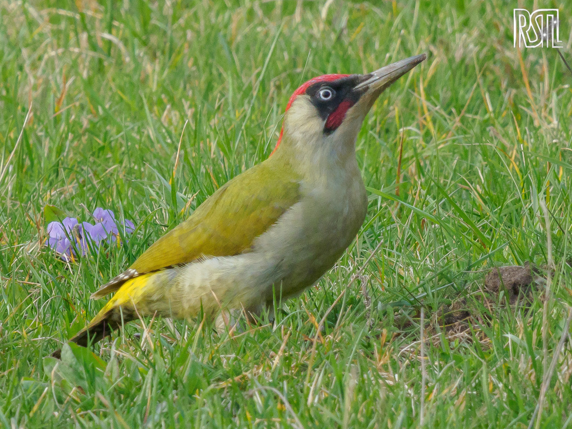 20 March 2020<BR>1/250 sec at f / 13 @ ISO 1600<BR>OLYMPUS CORPORATION E-M1MarkII + LEICA DG 100-400/F4.0-6.3