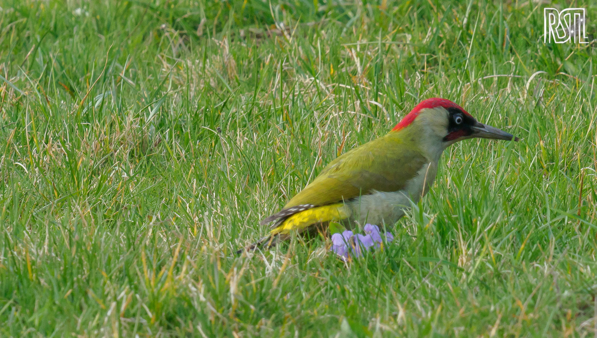 20 March 2020<BR>1/250 sec at f / 13 @ ISO 1600<BR>OLYMPUS CORPORATION E-M1MarkII + LEICA DG 100-400/F4.0-6.3