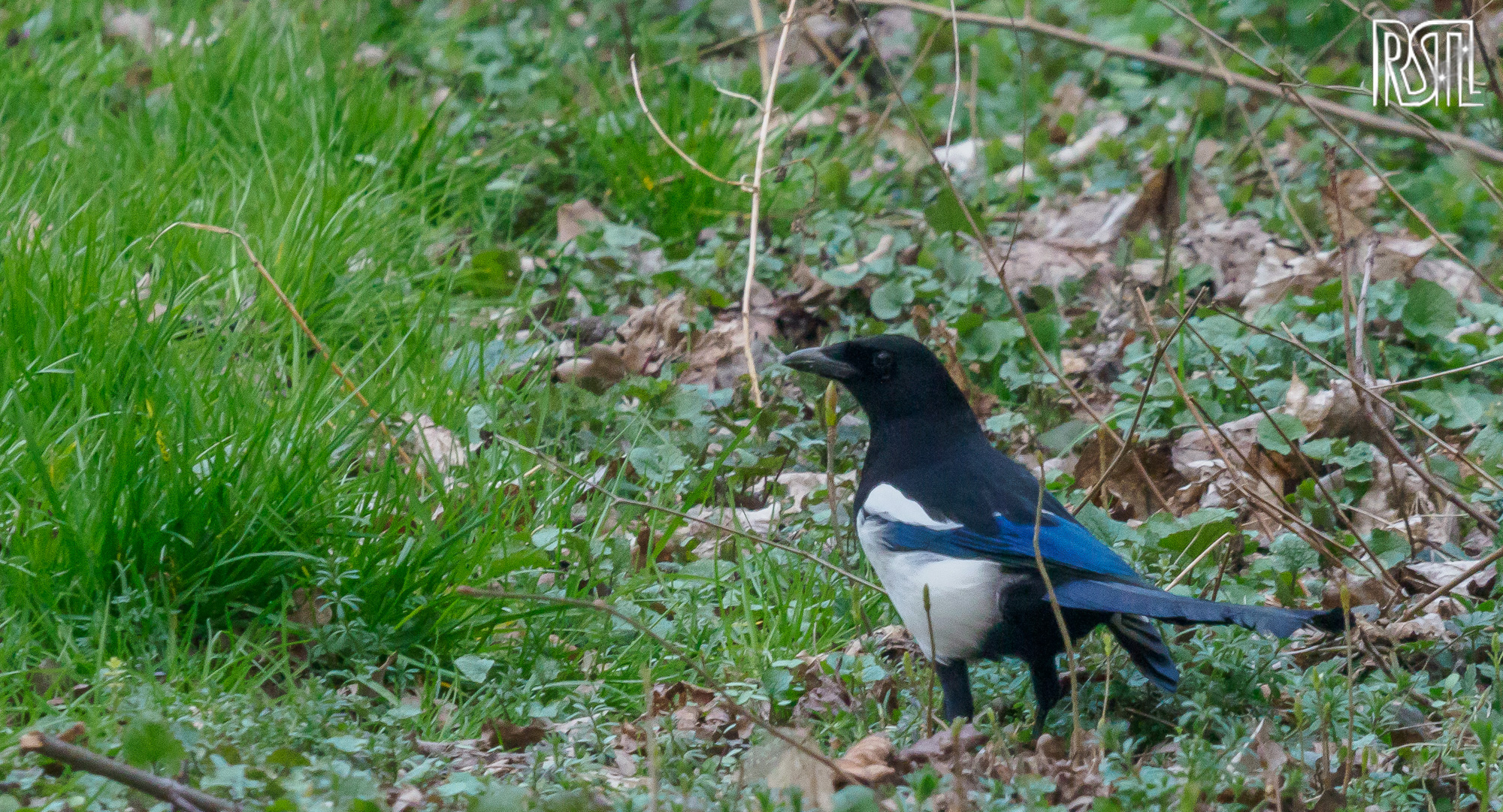 20 March 2020<BR>1/60 sec at f / 13 @ ISO 3200<BR>OLYMPUS CORPORATION E-M1MarkII + LEICA DG 100-400/F4.0-6.3