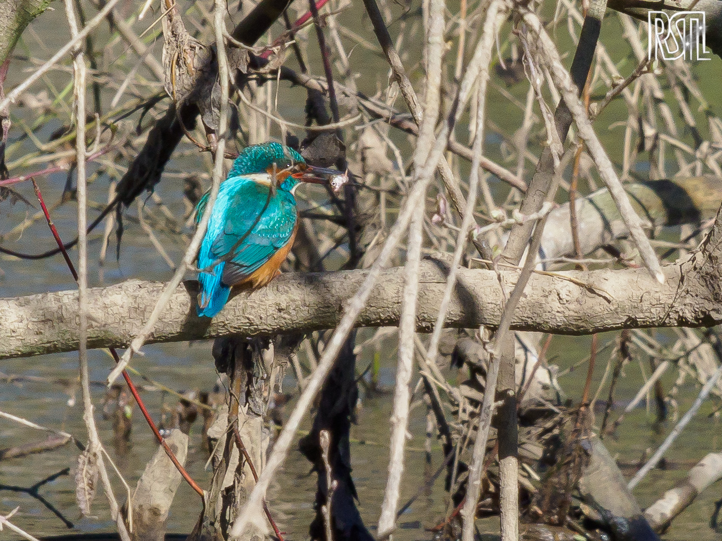 22 March 2020<BR>1/250 sec at f / 13 @ ISO 640<BR>OLYMPUS CORPORATION E-M1MarkII + LEICA DG 100-400/F4.0-6.3