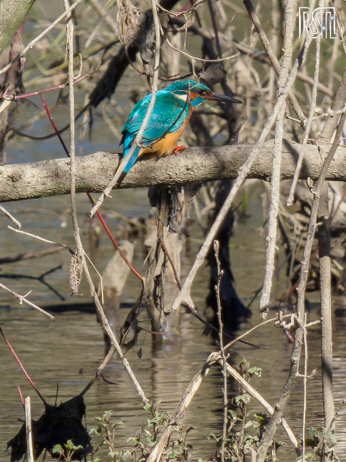 22 March 2020<BR>1/250 sec at f / 13 @ ISO 500<BR>OLYMPUS CORPORATION E-M1MarkII + LEICA DG 100-400/F4.0-6.3