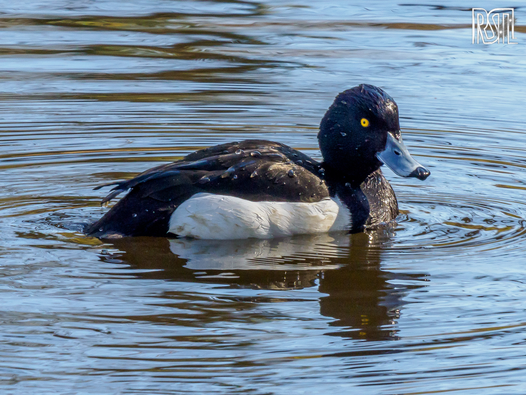 22 March 2020<BR>1/250 sec at f / 13 @ ISO 800<BR>OLYMPUS CORPORATION E-M1MarkII + LEICA DG 100-400/F4.0-6.3
