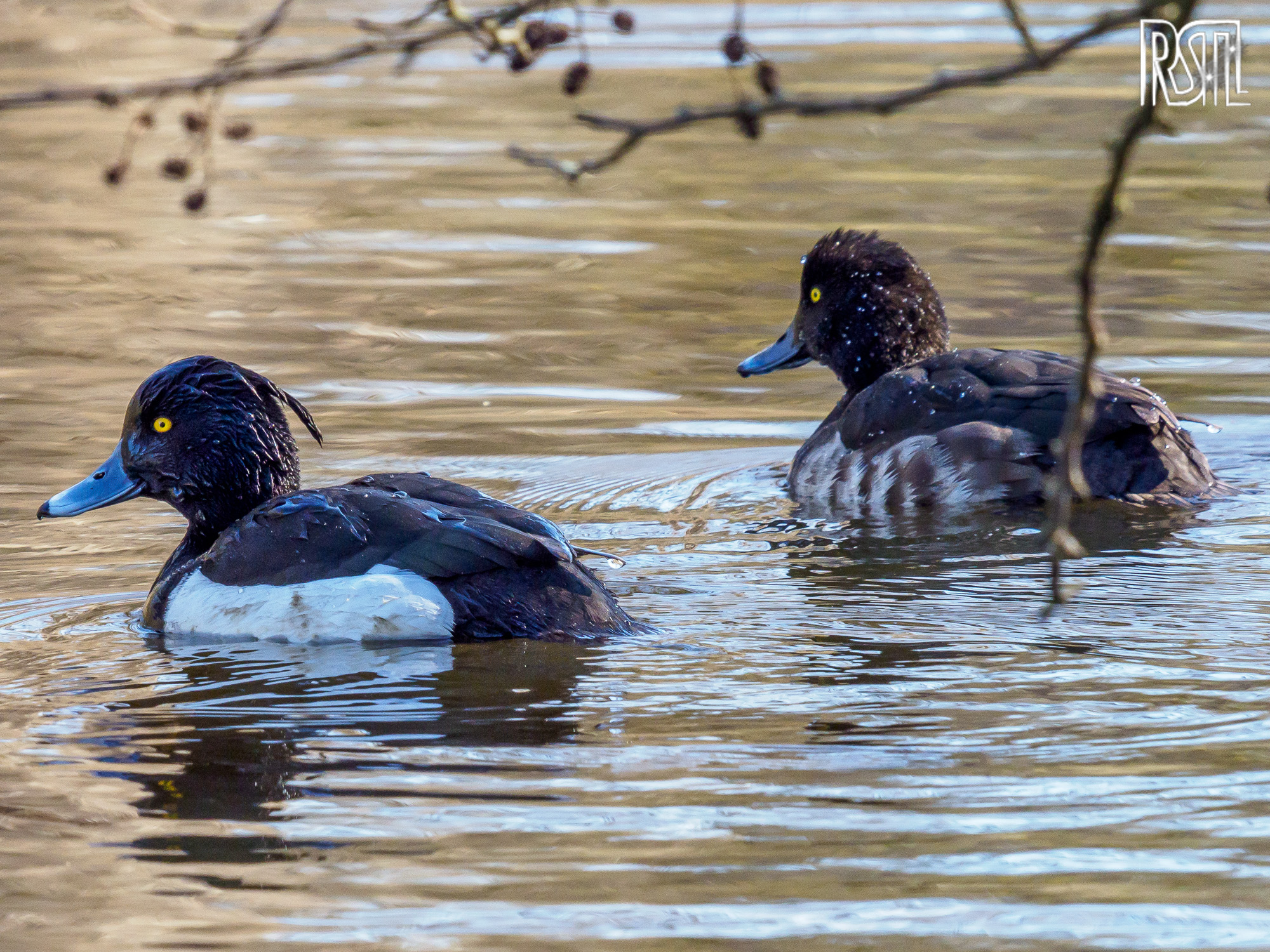 22 March 2020<BR>1/250 sec at f / 10 @ ISO 1250<BR>OLYMPUS CORPORATION E-M1MarkII + LEICA DG 100-400/F4.0-6.3