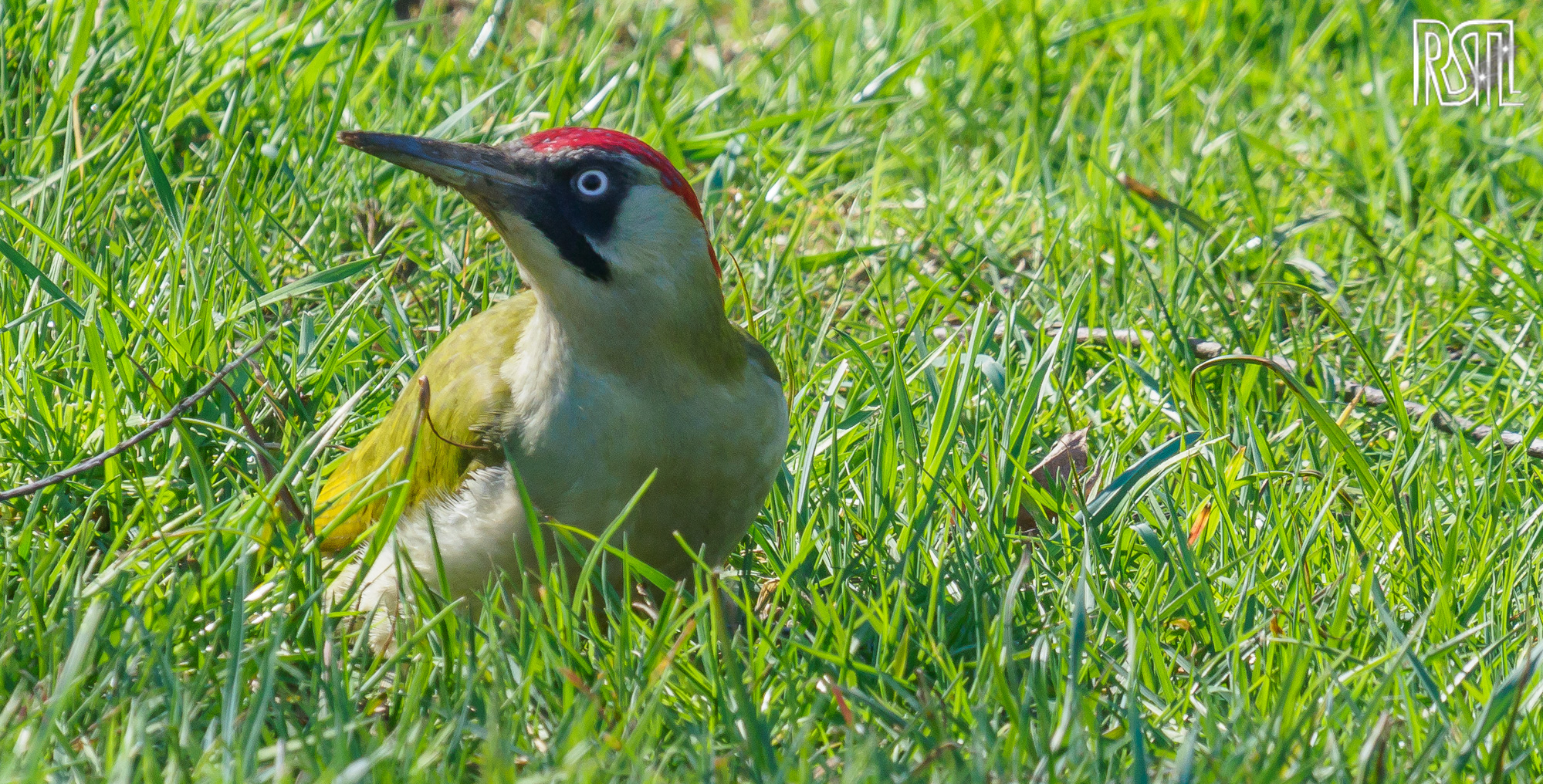 22 March 2020<BR>1/250 sec at f / 9,0 @ ISO 400<BR>OLYMPUS CORPORATION E-M1MarkII + LEICA DG 100-400/F4.0-6.3