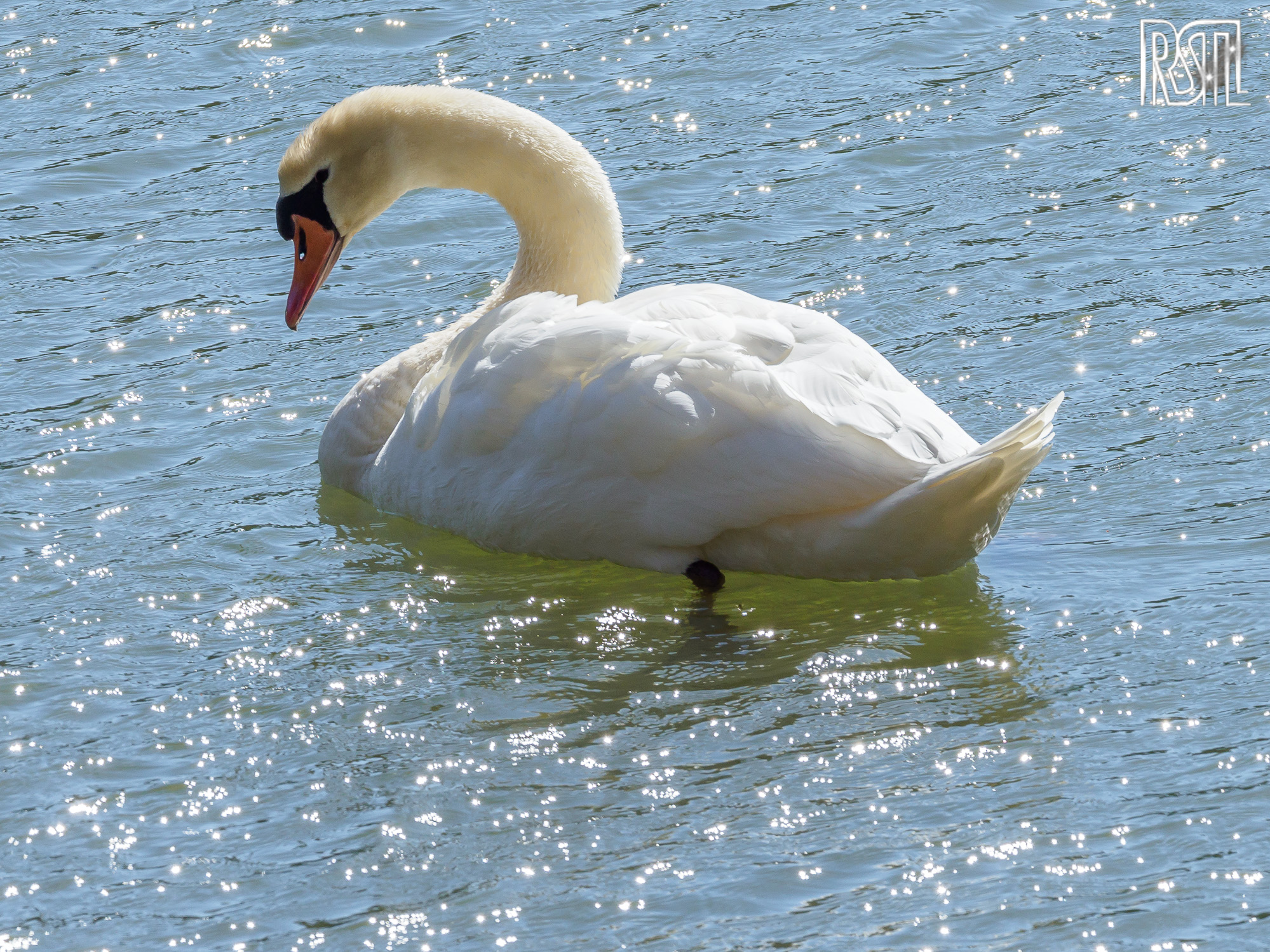22 March 2020<BR>1/400 sec at f / 9,0 @ ISO 200<BR>OLYMPUS CORPORATION E-M1MarkII + LEICA DG 100-400/F4.0-6.3