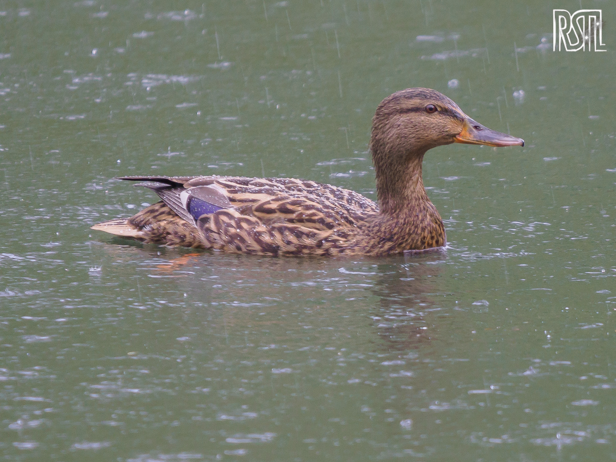 01 May 2020<BR>1/250 sec at f / 6,3 @ ISO 800<BR>OLYMPUS CORPORATION E-M1MarkII + LEICA DG 100-400/F4.0-6.3