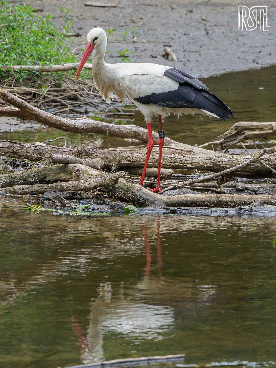 01 May 2020<BR>1/250 sec at f / 5,3 @ ISO 500<BR>OLYMPUS CORPORATION E-M1MarkII + LEICA DG 100-400/F4.0-6.3