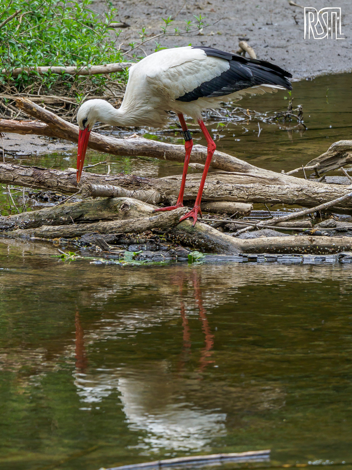 01 May 2020<BR>1/250 sec at f / 5,3 @ ISO 400<BR>OLYMPUS CORPORATION E-M1MarkII + LEICA DG 100-400/F4.0-6.3