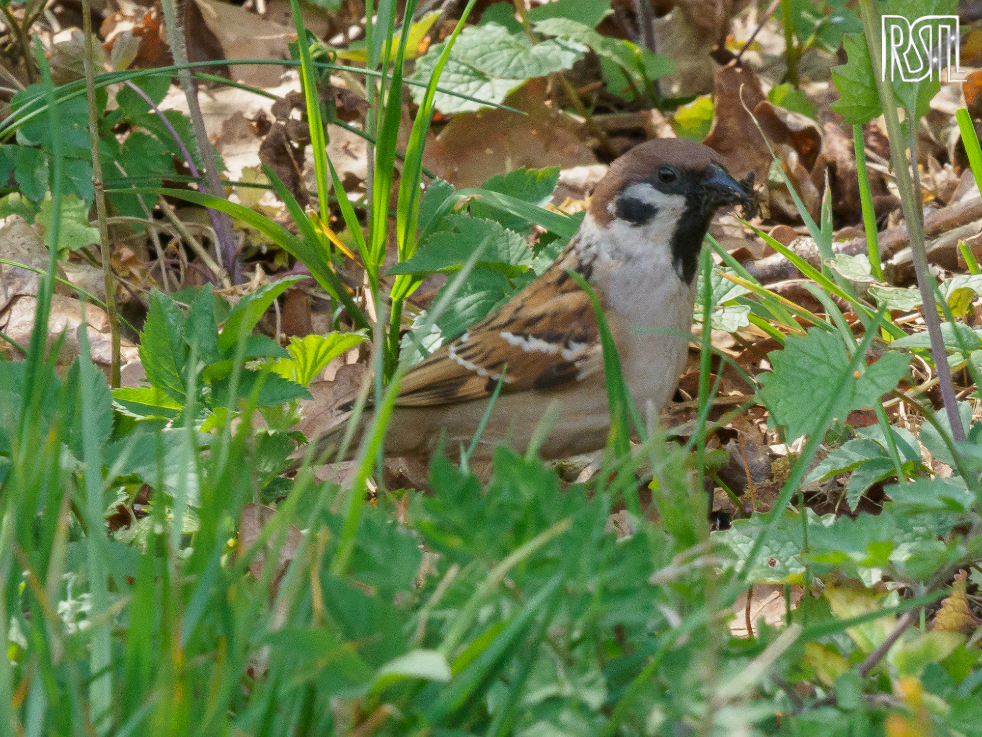 03 May 2020<BR>1/250 sec at f / 14 @ ISO 2000<BR>OLYMPUS CORPORATION E-M1MarkII + LEICA DG 100-400/F4.0-6.3