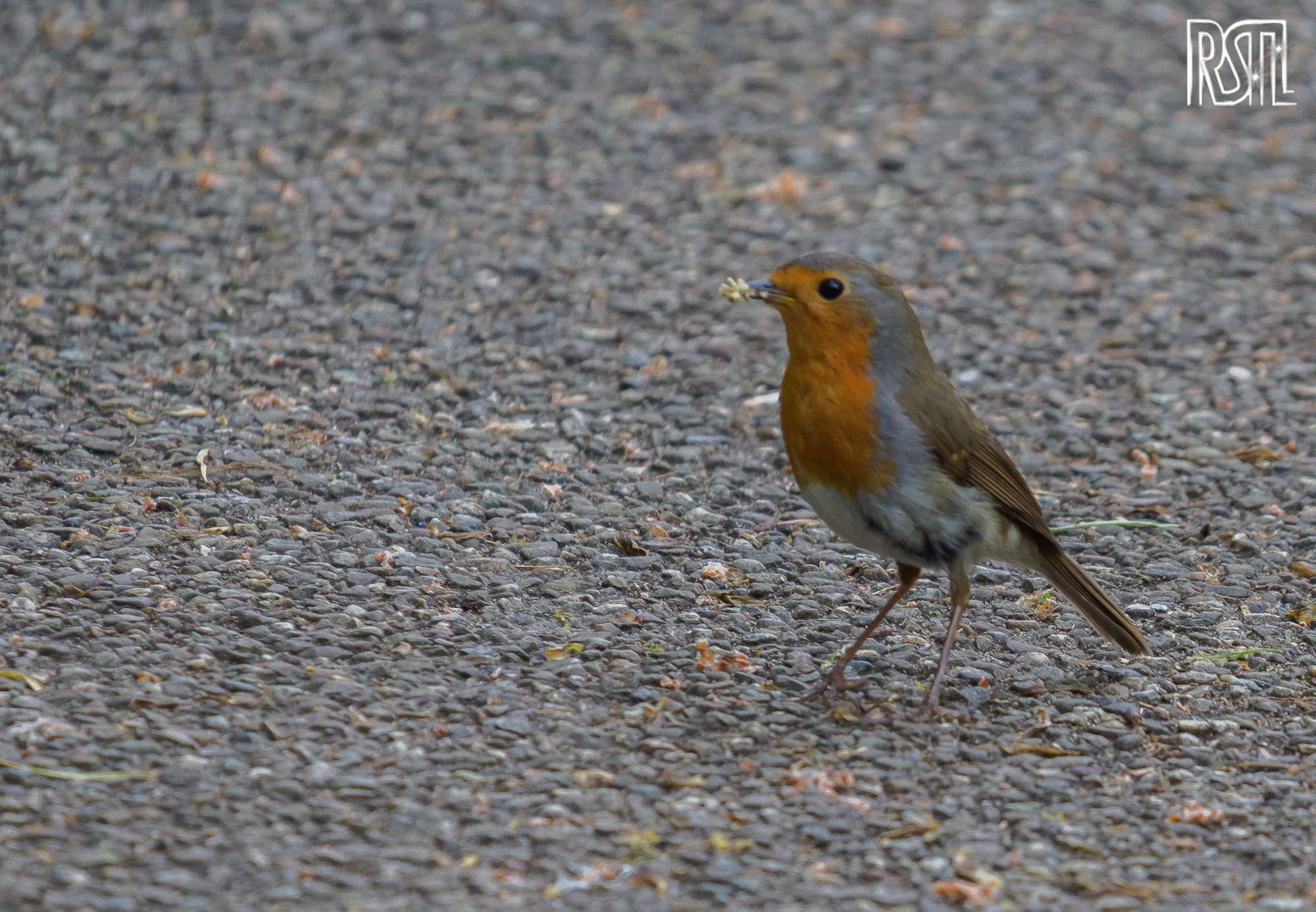 03 May 2020<BR>1/250 sec at f / 7,1 @ ISO 640<BR>OLYMPUS CORPORATION E-M1MarkII + LEICA DG 100-400/F4.0-6.3