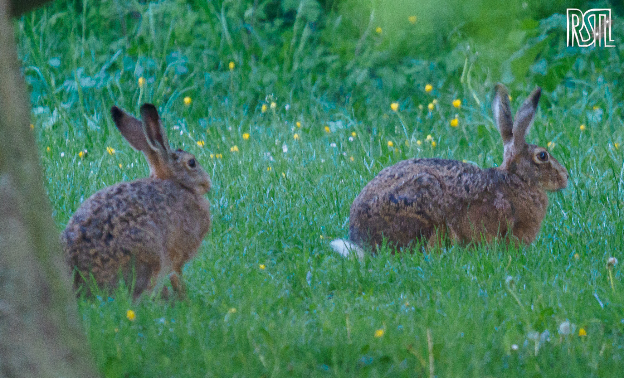 06 May 2020<BR>1/13 sec at f / 7,1 @ ISO 3200<BR>OLYMPUS CORPORATION E-M1MarkII + LEICA DG 100-400/F4.0-6.3