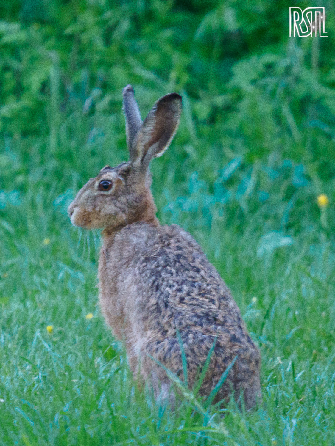 06 May 2020<BR>1/13 sec at f / 7,1 @ ISO 3200<BR>OLYMPUS CORPORATION E-M1MarkII + LEICA DG 100-400/F4.0-6.3