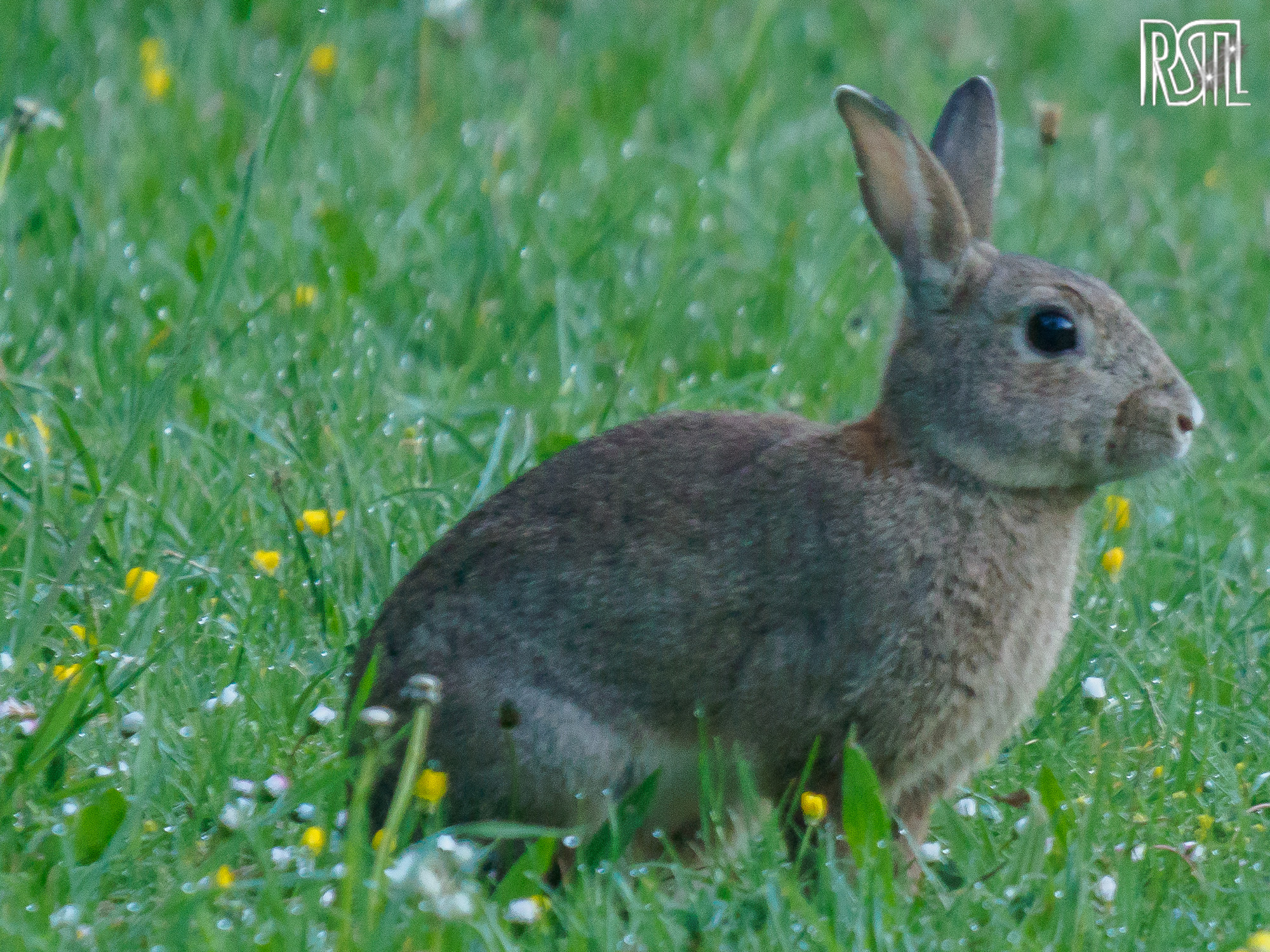 06 May 2020<BR>1/125 sec at f / 7,1 @ ISO 3200<BR>OLYMPUS CORPORATION E-M1MarkII + LEICA DG 100-400/F4.0-6.3