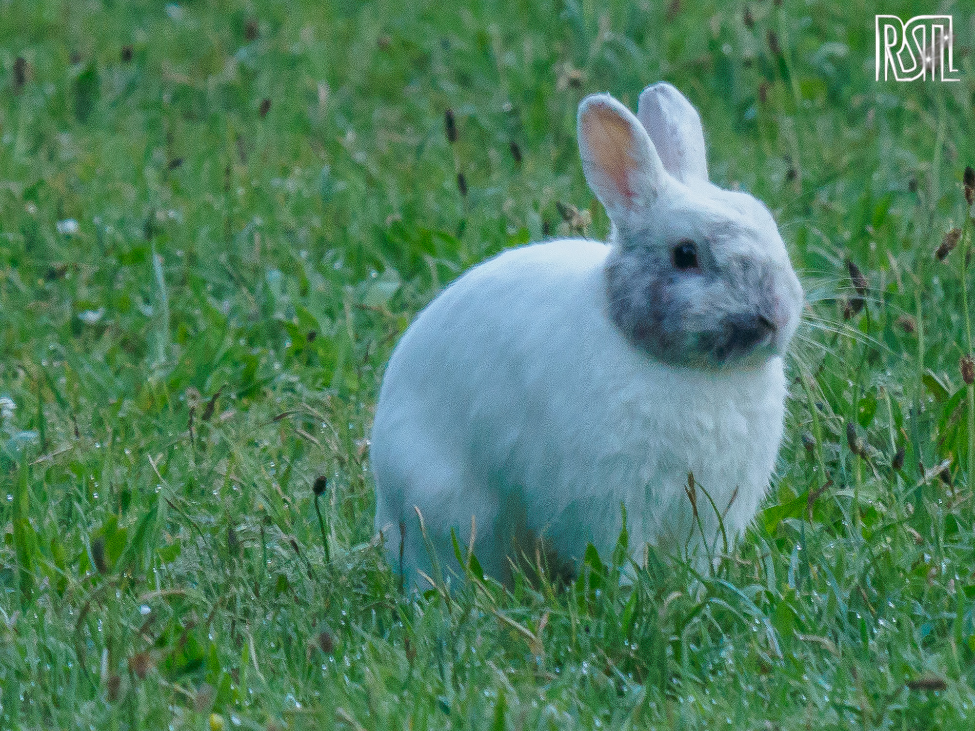 06 May 2020<BR>1/100 sec at f / 9,0 @ ISO 3200<BR>OLYMPUS CORPORATION E-M1MarkII + LEICA DG 100-400/F4.0-6.3