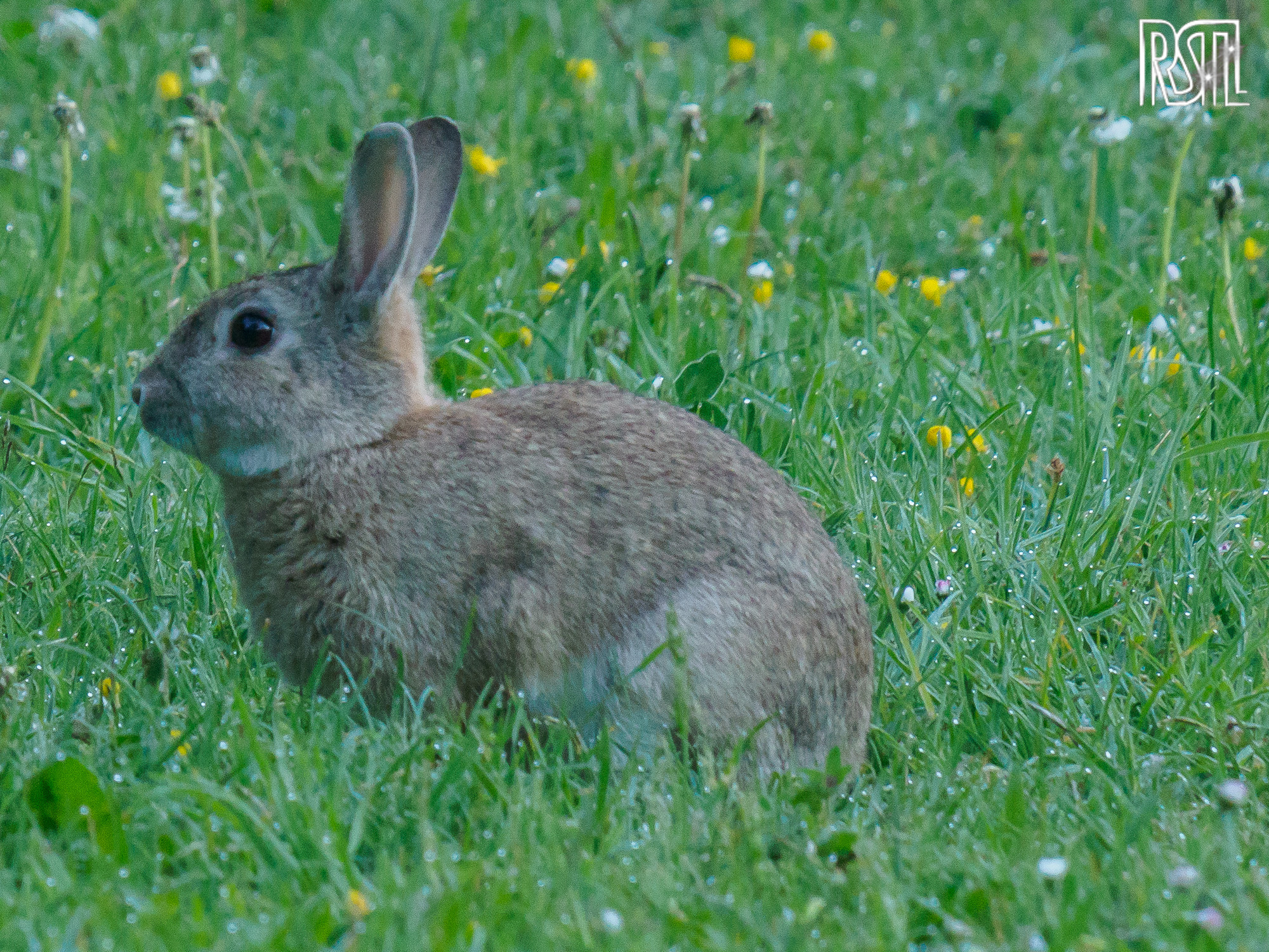 06 May 2020<BR>1/80 sec at f / 9,0 @ ISO 3200<BR>OLYMPUS CORPORATION E-M1MarkII + LEICA DG 100-400/F4.0-6.3