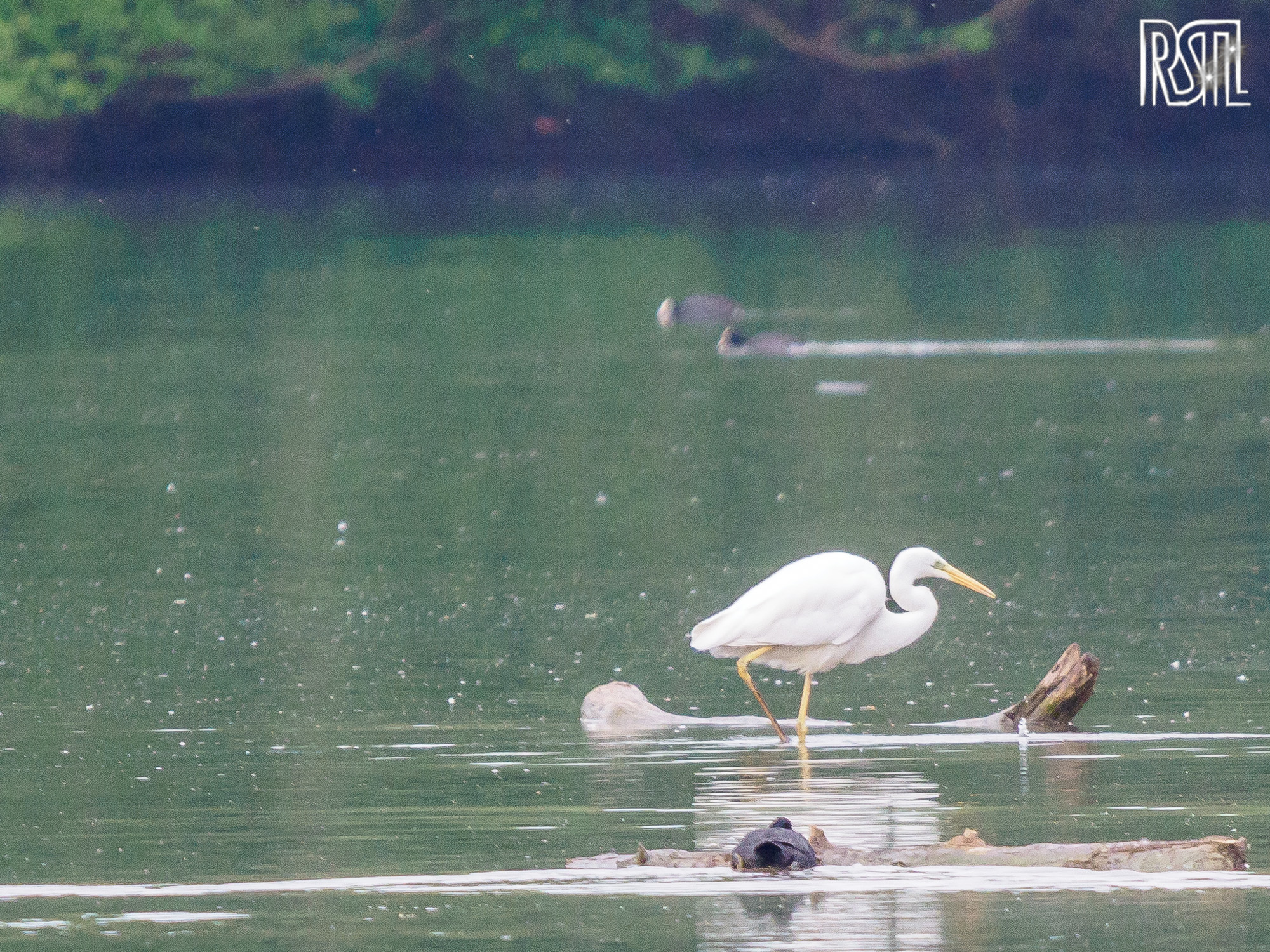 09 May 2020<BR>1/250 sec at f / 7,1 @ ISO 2000<BR>OLYMPUS CORPORATION E-M1MarkII + LEICA DG 100-400/F4.0-6.3