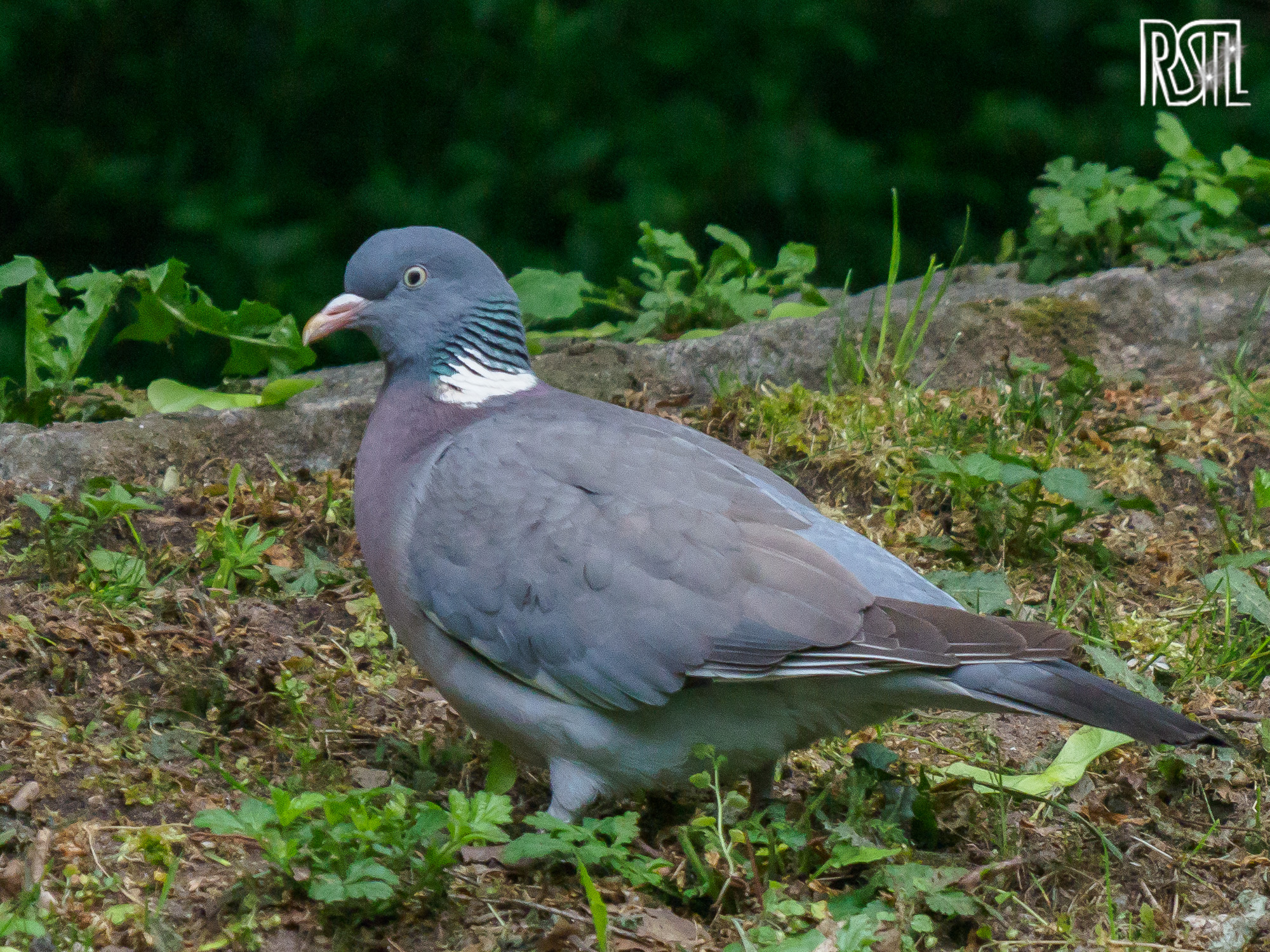 10 May 2020<BR>1/160 sec at f / 6,3 @ ISO 3200<BR>OLYMPUS CORPORATION E-M1MarkII + LEICA DG 100-400/F4.0-6.3