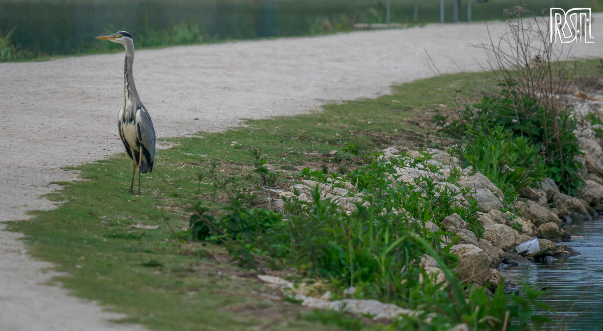 10 May 2020<BR>1/250 sec at f / 6,3 @ ISO 320<BR>OLYMPUS CORPORATION E-M1MarkII + LEICA DG 100-400/F4.0-6.3