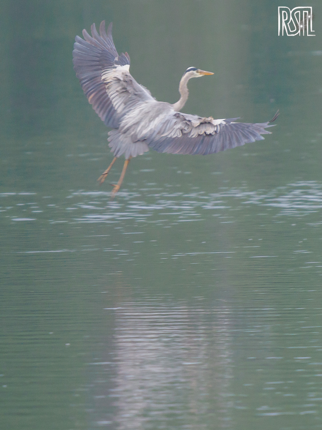 10 May 2020<BR>1/250 sec at f / 6,3 @ ISO 1250<BR>OLYMPUS CORPORATION E-M1MarkII + LEICA DG 100-400/F4.0-6.3
