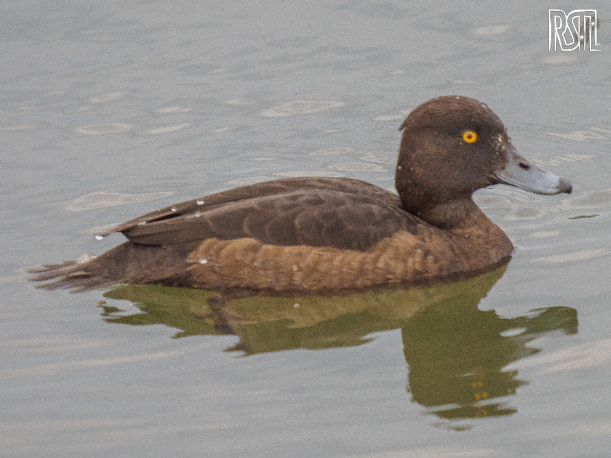 10 May 2020<BR>1/250 sec at f / 6,3 @ ISO 800<BR>OLYMPUS CORPORATION E-M1MarkII + LEICA DG 100-400/F4.0-6.3