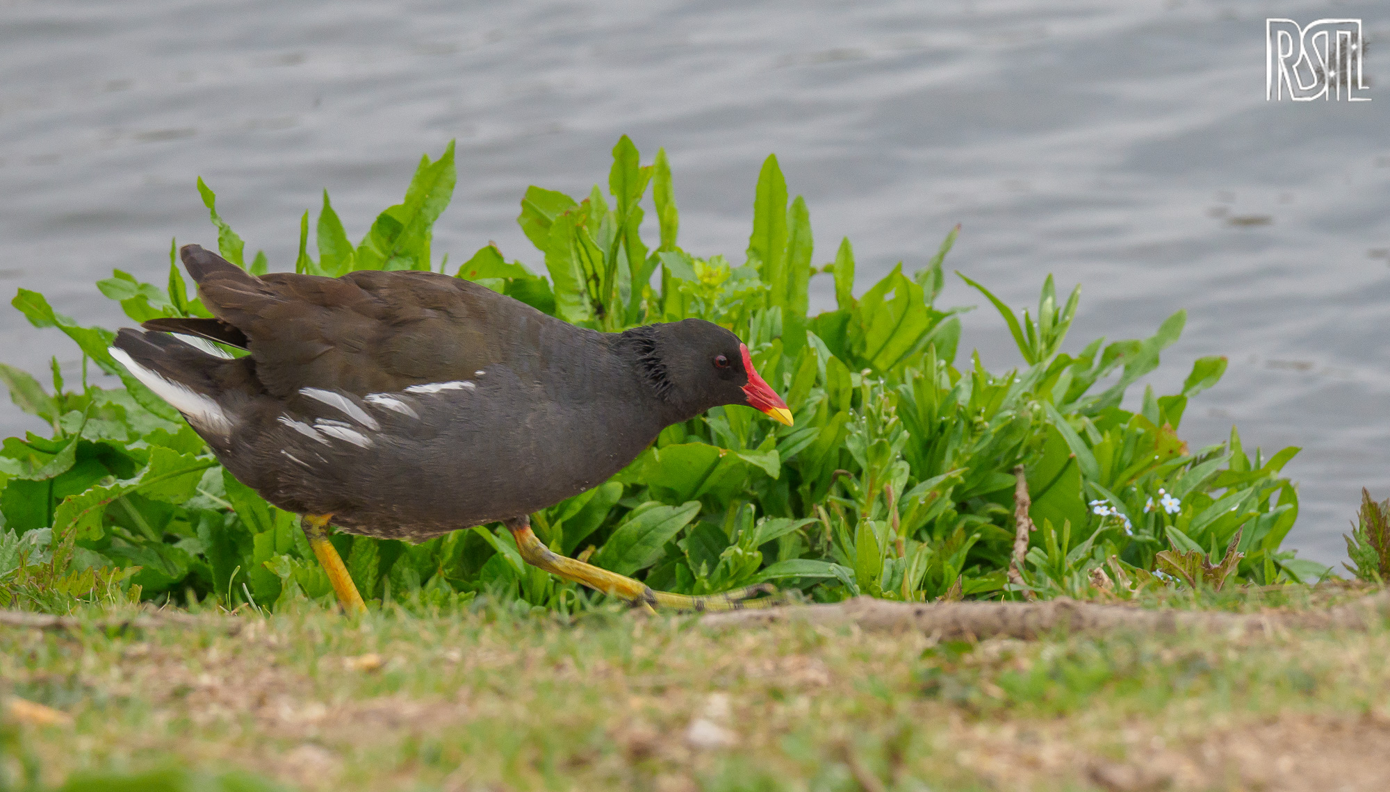 10 May 2020<BR>1/250 sec at f / 6,3 @ ISO 1000<BR>OLYMPUS CORPORATION E-M1MarkII + LEICA DG 100-400/F4.0-6.3