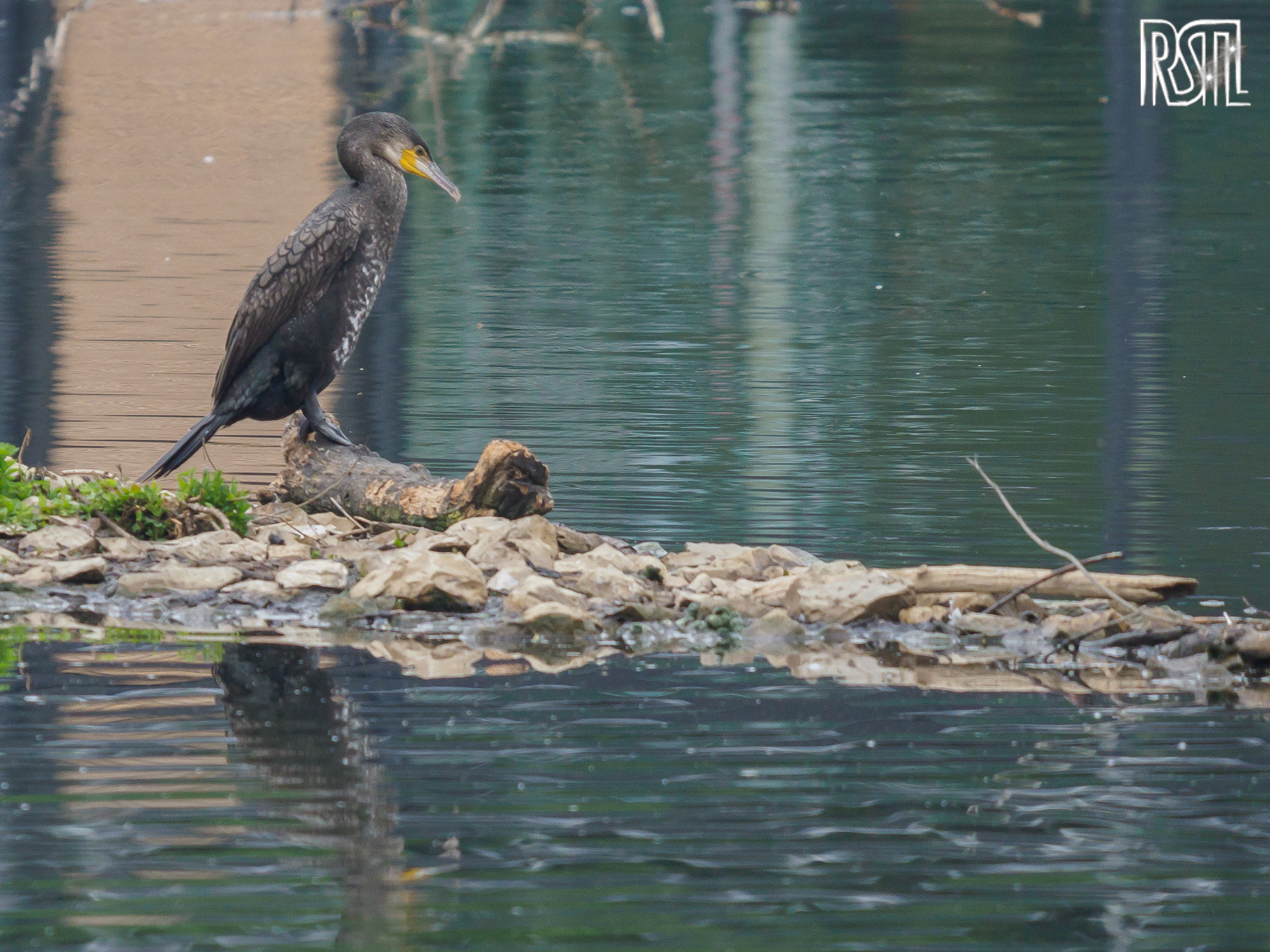 10 May 2020<BR>1/250 sec at f / 6,3 @ ISO 800<BR>OLYMPUS CORPORATION E-M1MarkII + LEICA DG 100-400/F4.0-6.3