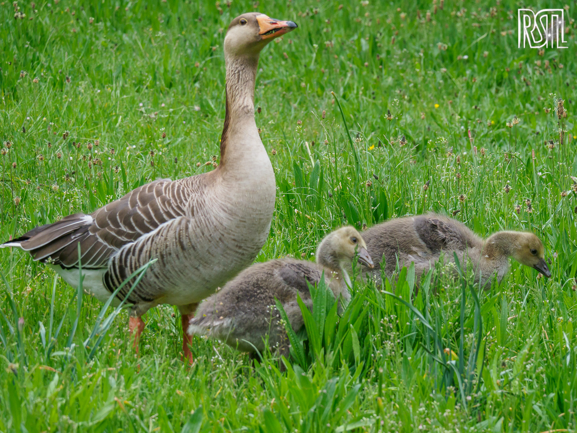 10 May 2020<BR>1/250 sec at f / 6,3 @ ISO 1250<BR>OLYMPUS CORPORATION E-M1MarkII + LEICA DG 100-400/F4.0-6.3