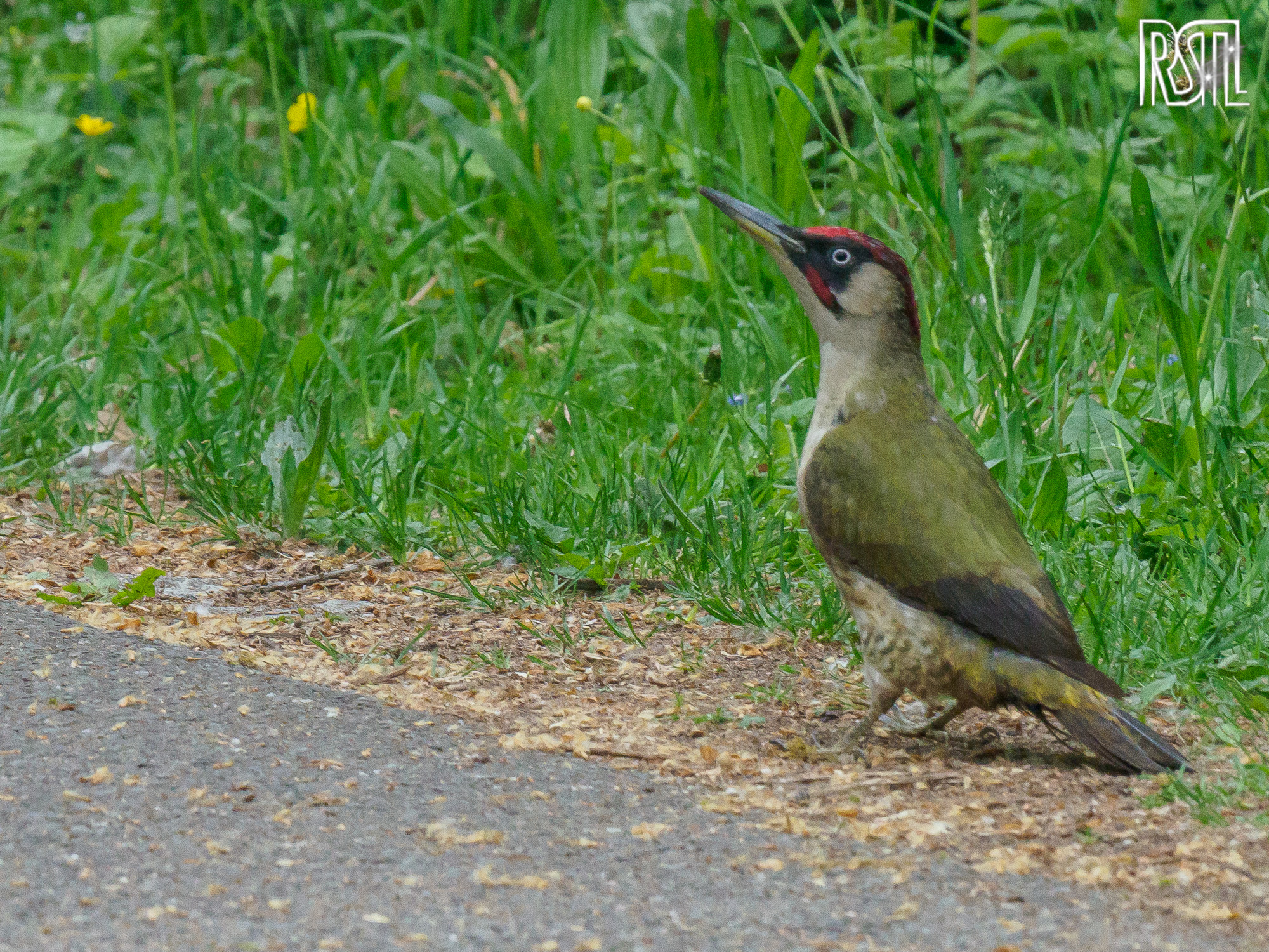 10 May 2020<BR>1/250 sec at f / 9,0 @ ISO 2500<BR>OLYMPUS CORPORATION E-M1MarkII + LEICA DG 100-400/F4.0-6.3