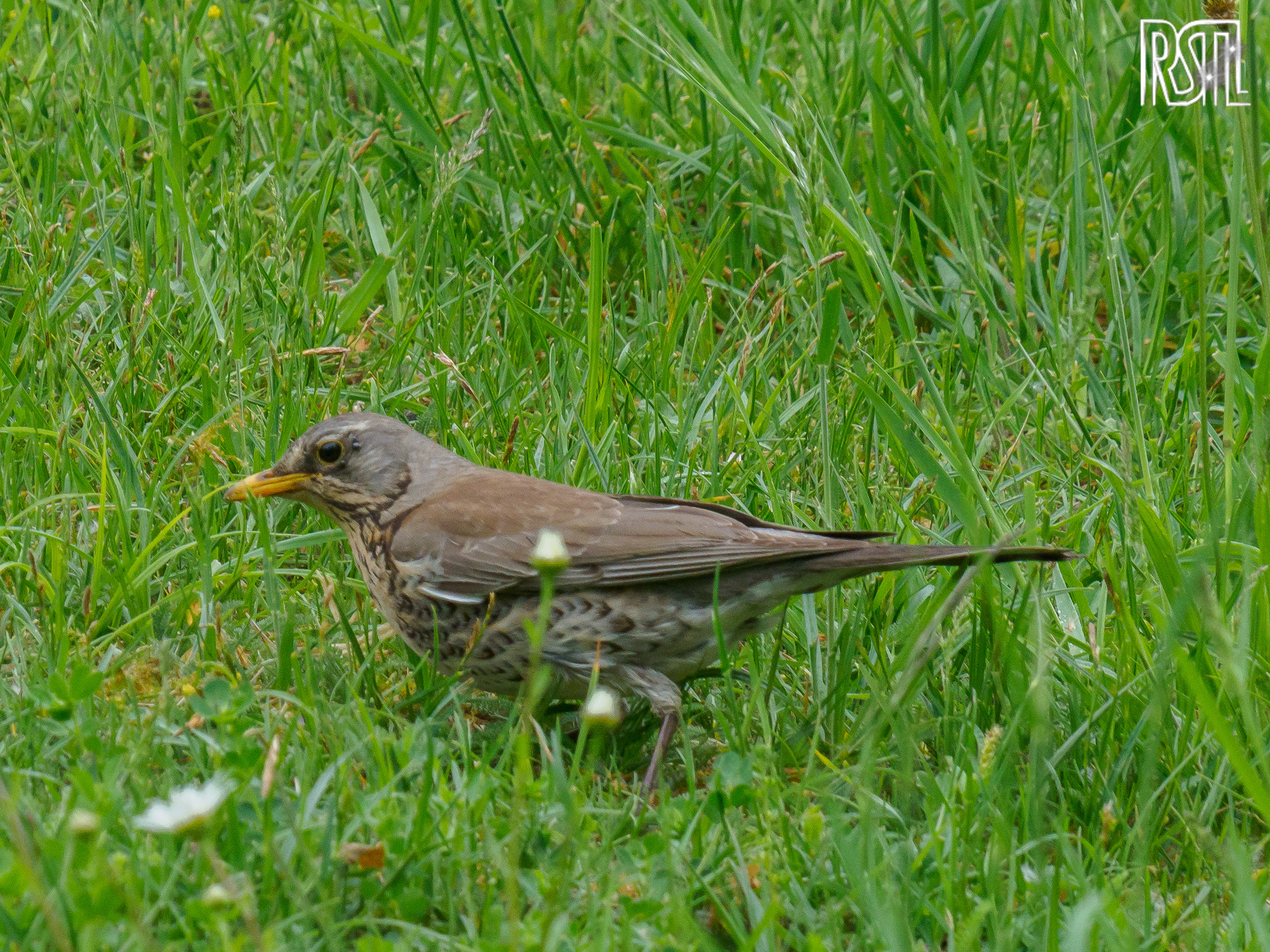 10 May 2020<BR>1/250 sec at f / 9,0 @ ISO 1600<BR>OLYMPUS CORPORATION E-M1MarkII + LEICA DG 100-400/F4.0-6.3