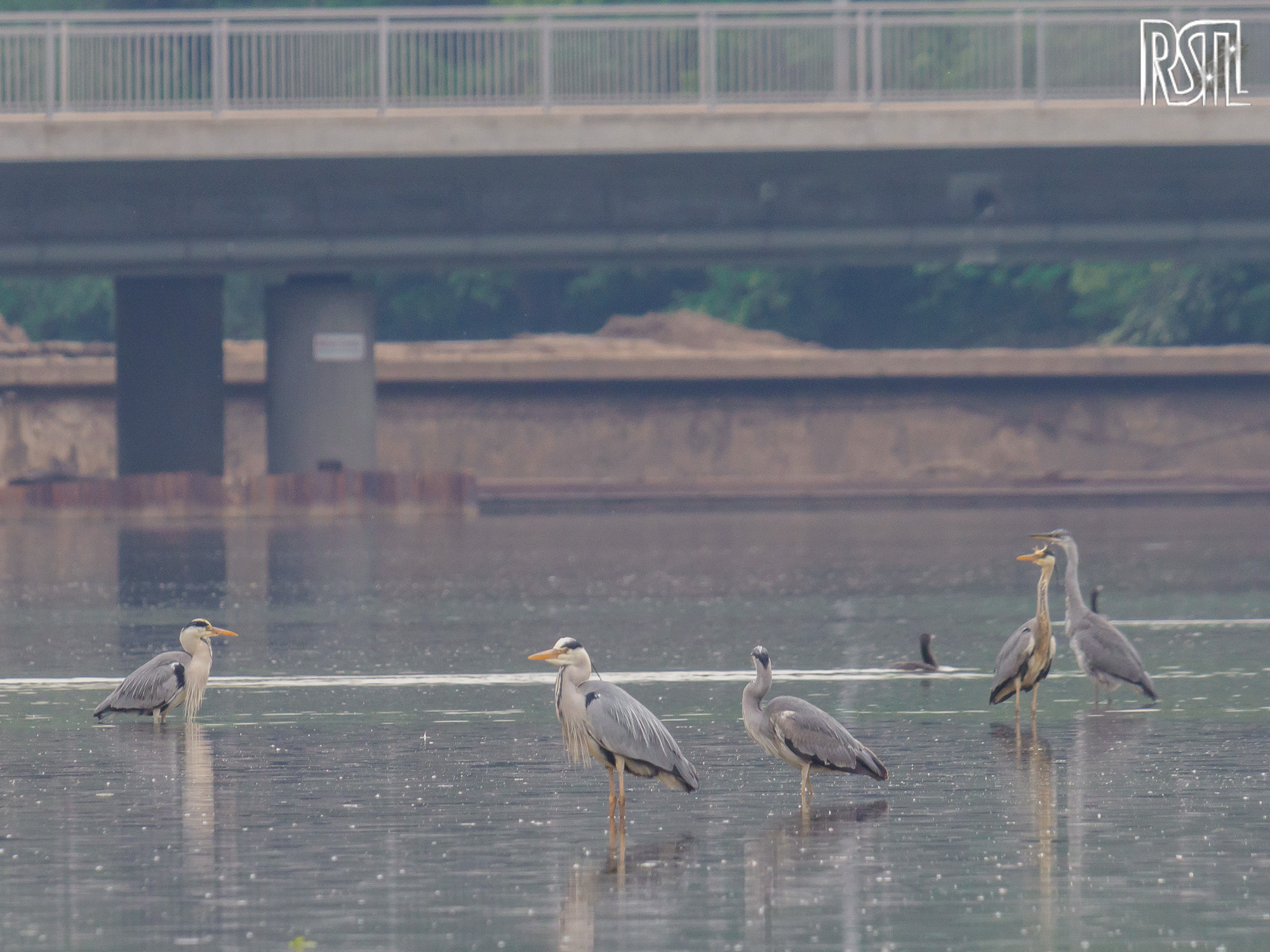 10 May 2020<BR>1/250 sec at f / 9,0 @ ISO 1000<BR>OLYMPUS CORPORATION E-M1MarkII + LEICA DG 100-400/F4.0-6.3